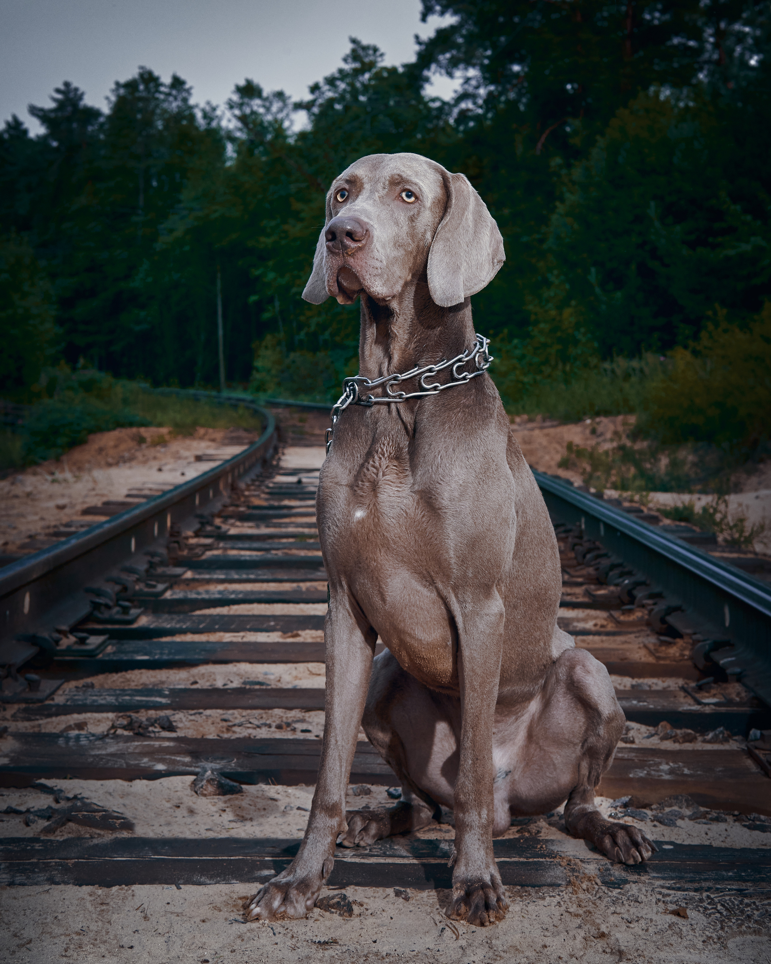 Анималистика. Выездные съемки. Фотограф людей и животных в Санкт-Петербурге Марина Бурмистрова