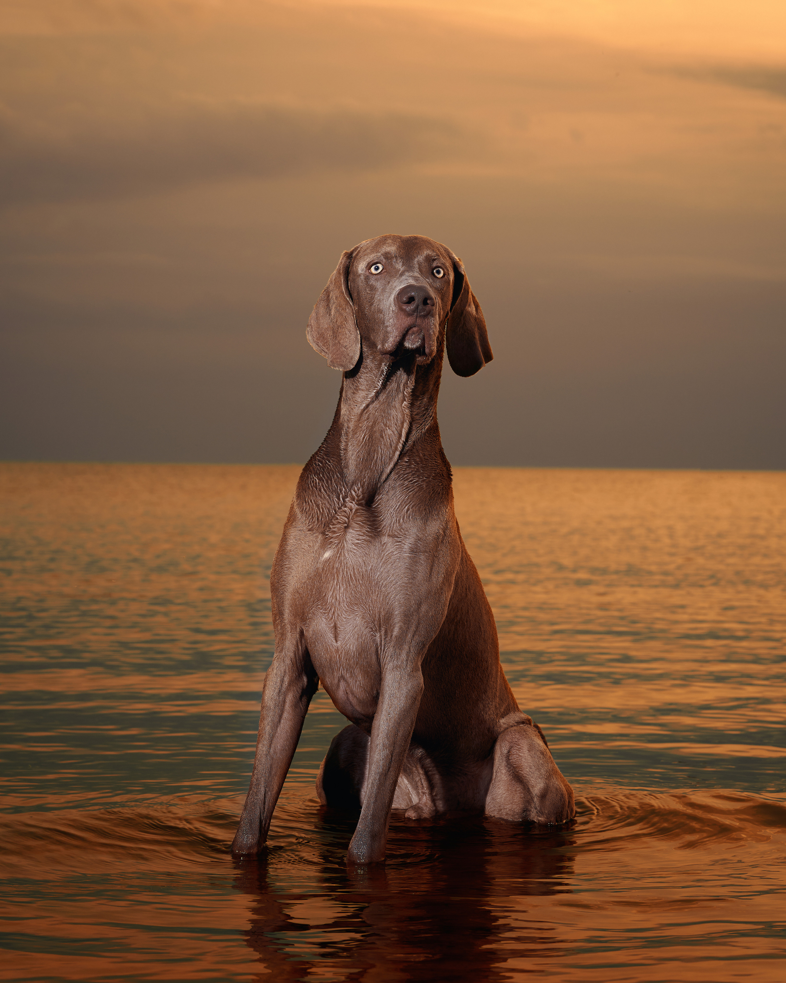 Анималистика. Выездные съемки. Фотограф людей и животных в Санкт-Петербурге Марина Бурмистрова