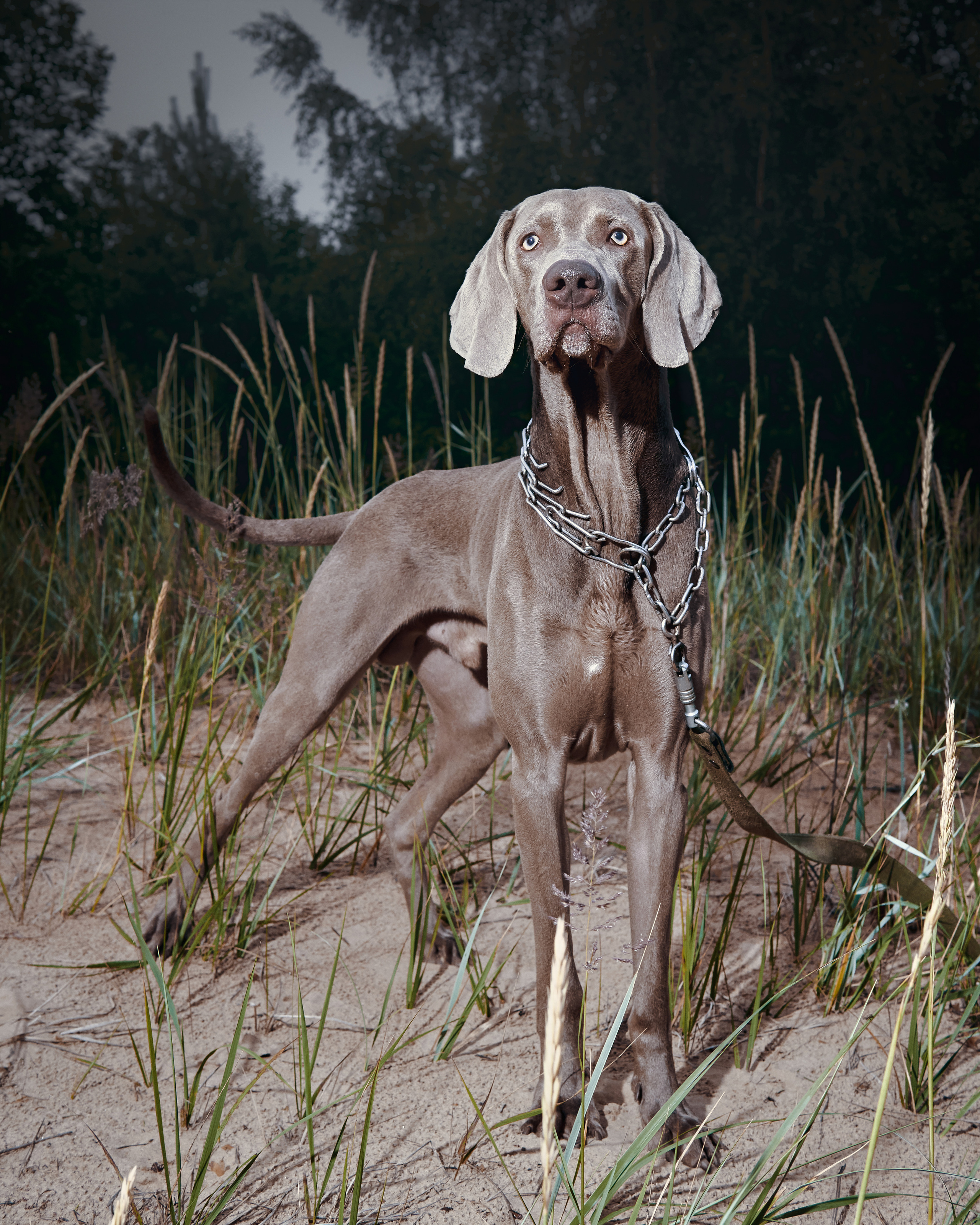 Анималистика. Выездные съемки. Фотограф людей и животных в Санкт-Петербурге Марина Бурмистрова