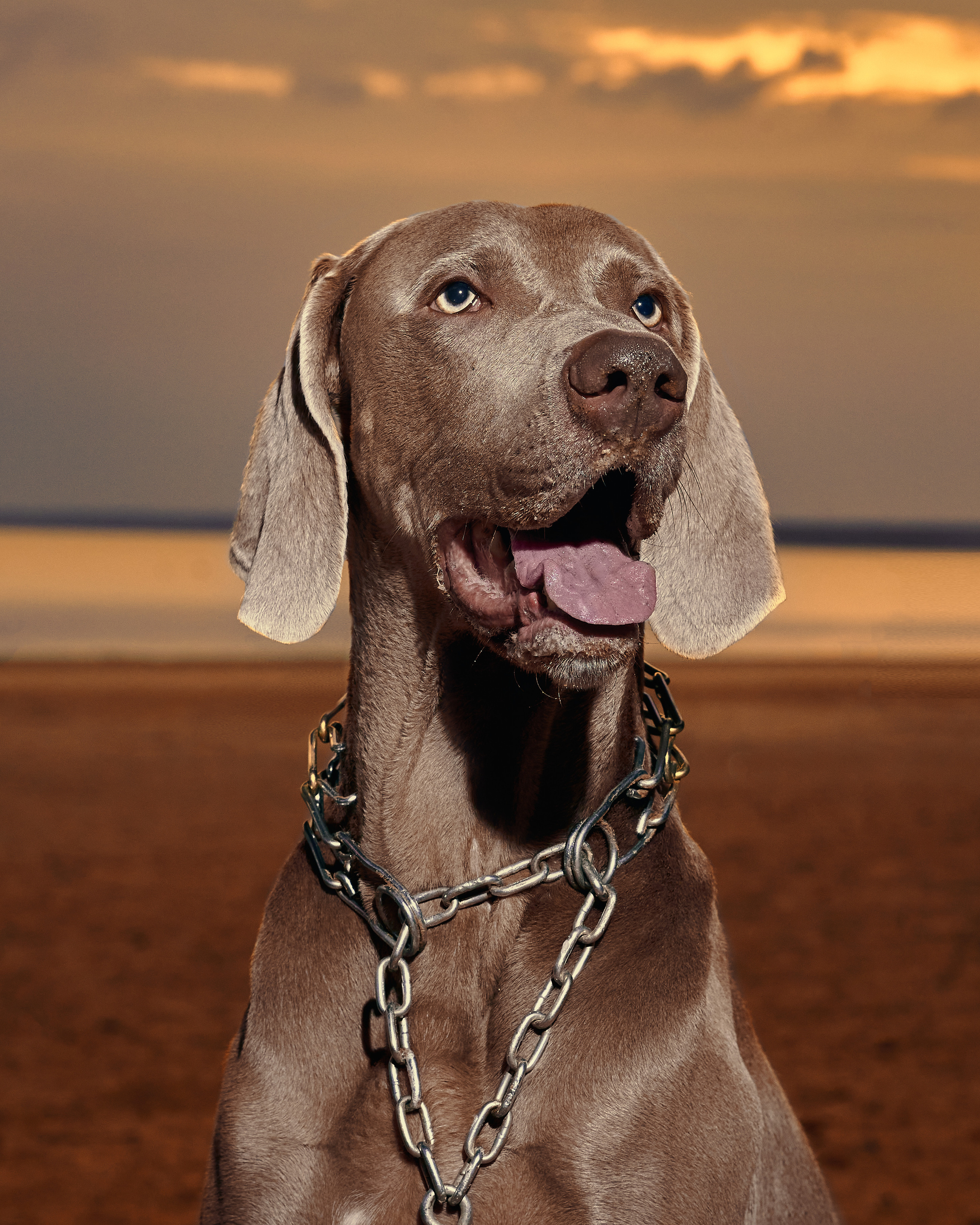 Анималистика. Выездные съемки. Фотограф людей и животных в Санкт-Петербурге Марина Бурмистрова