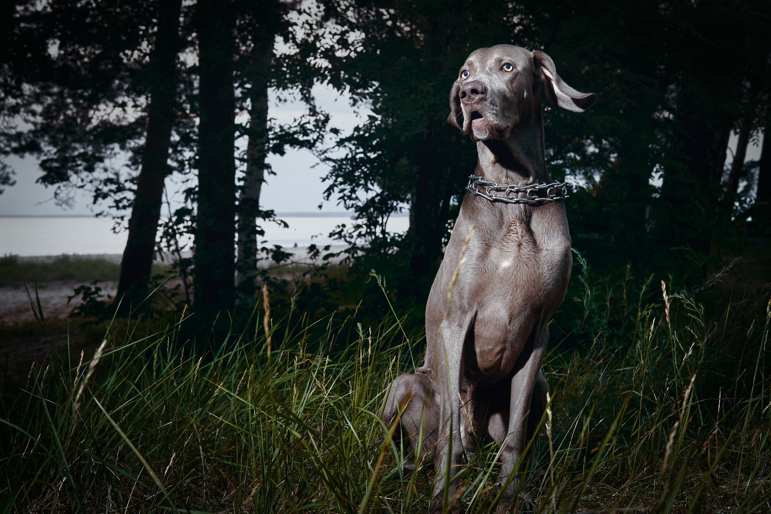 Анималистика. Выездные съемки. Фотограф людей и животных в Санкт-Петербурге Марина Бурмистрова