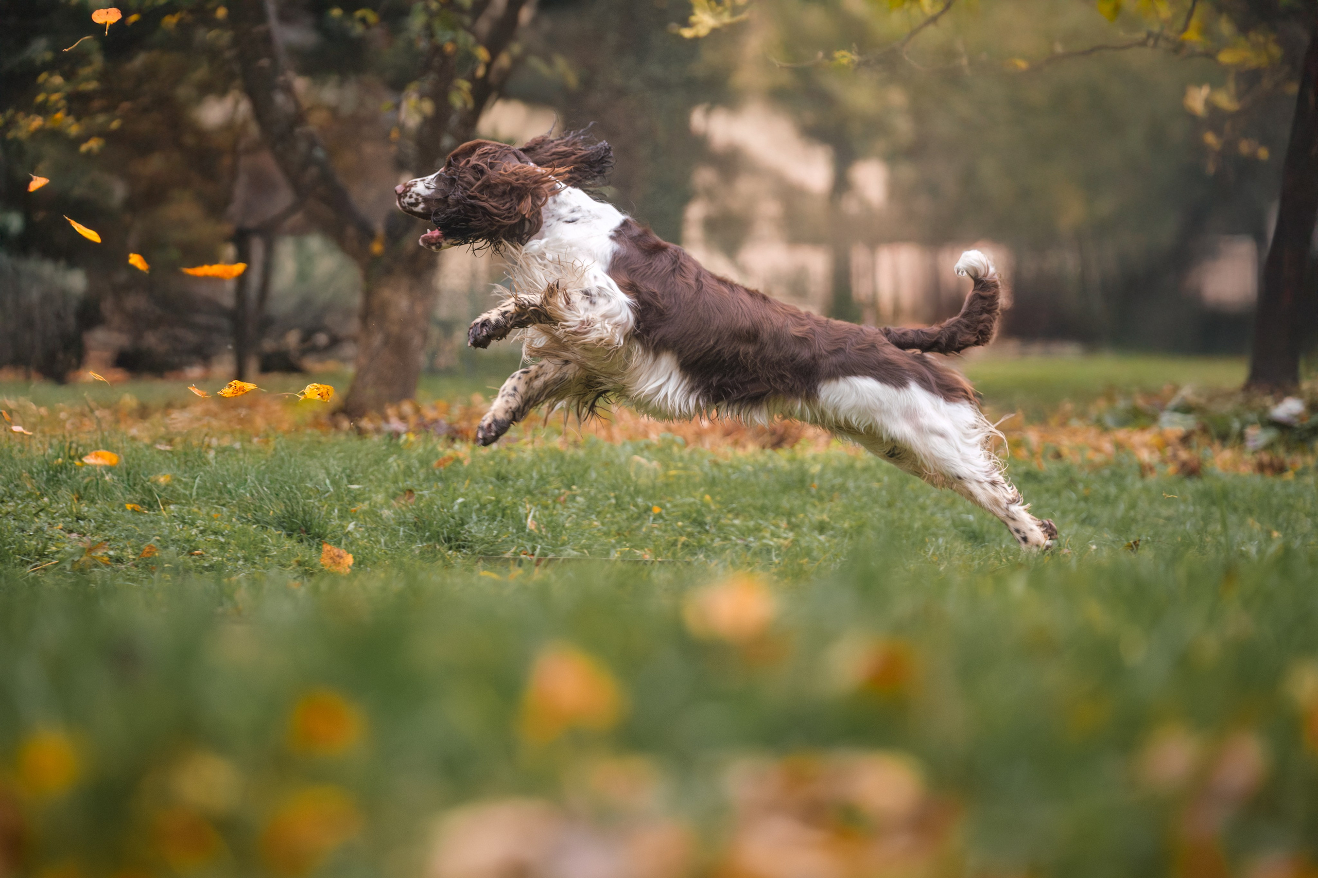 Дон для Натальи!. Зоофотограф, фотограф животных в Москве и области Дина Дамоцева