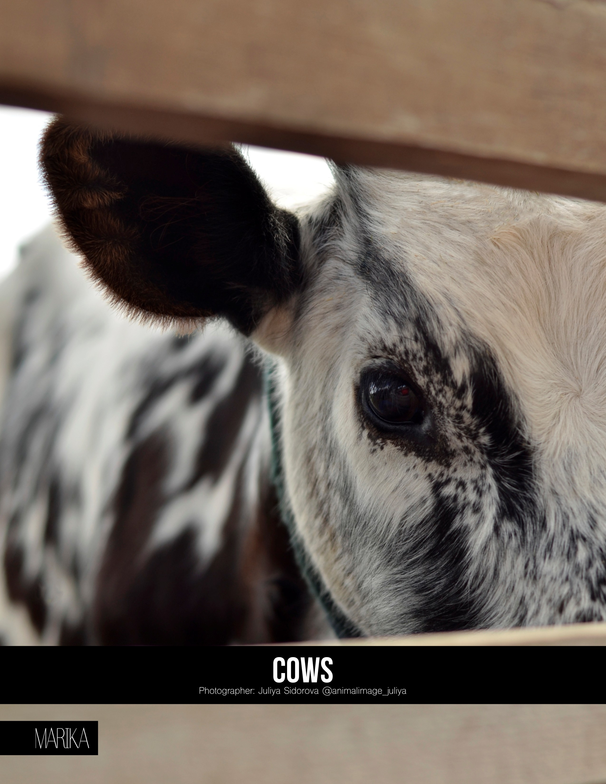 Публикации. Фотограф анималист