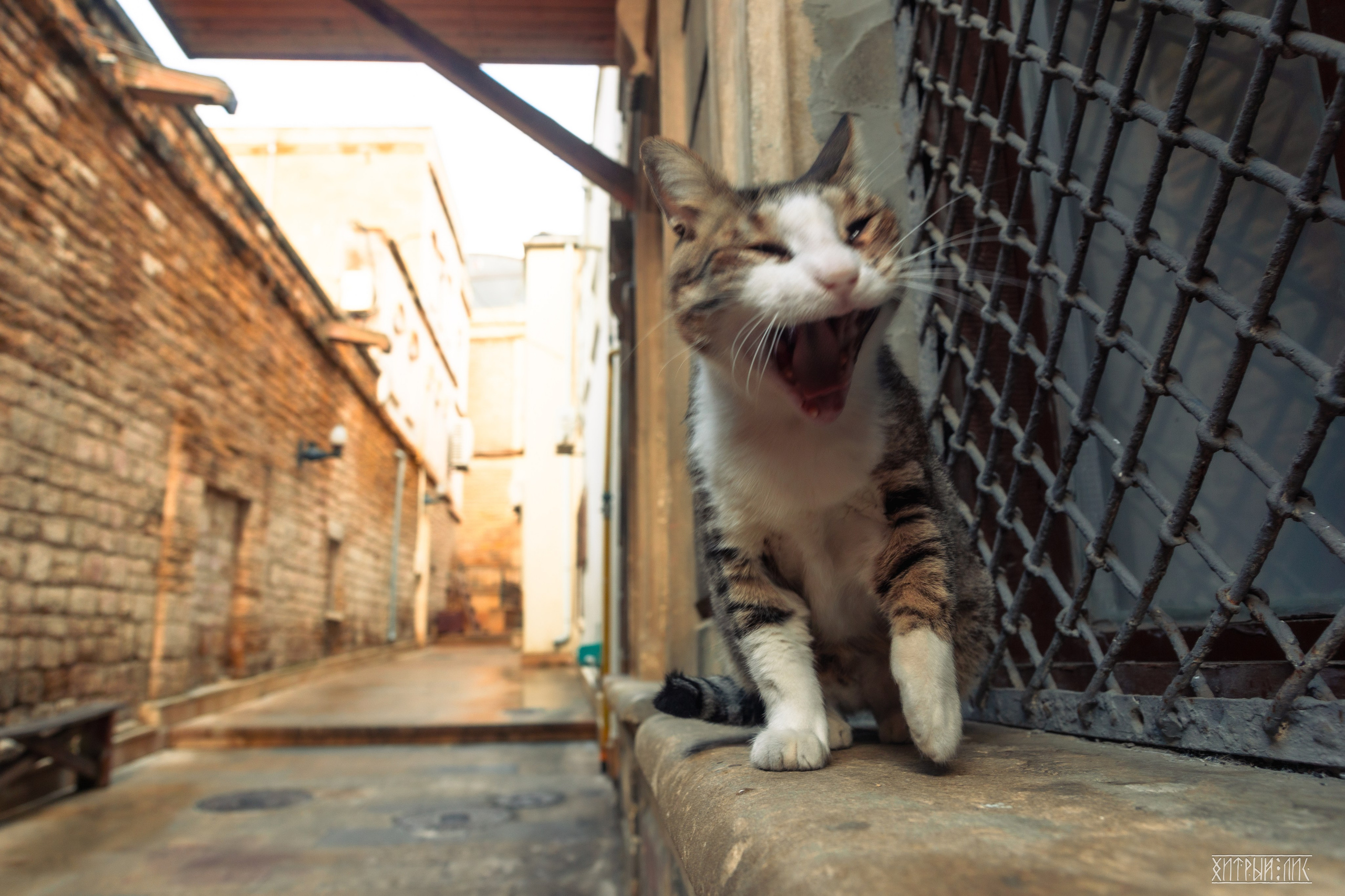 Баку. Фотограф-путешественник Самойлов Максим «Sly Fox»