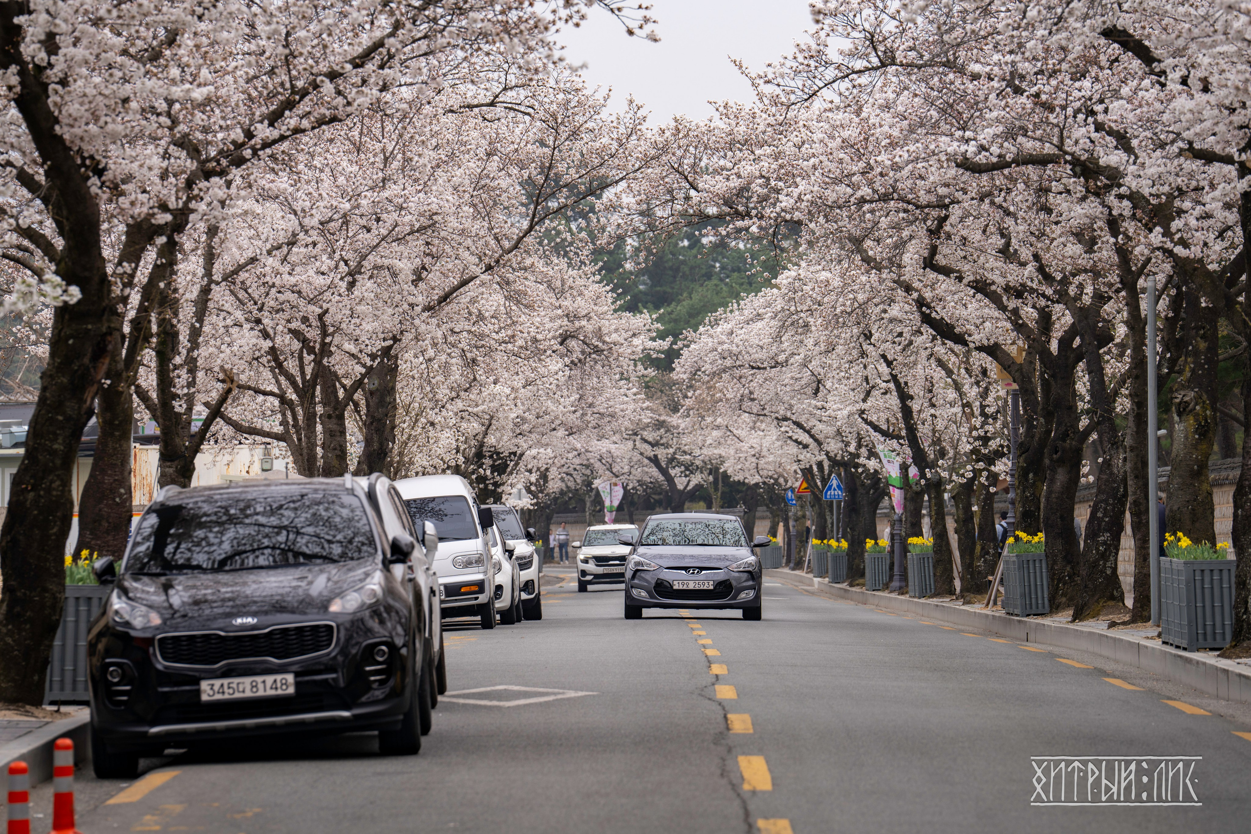 Южная Корея. Фотограф-путешественник Самойлов Максим «Sly Fox»
