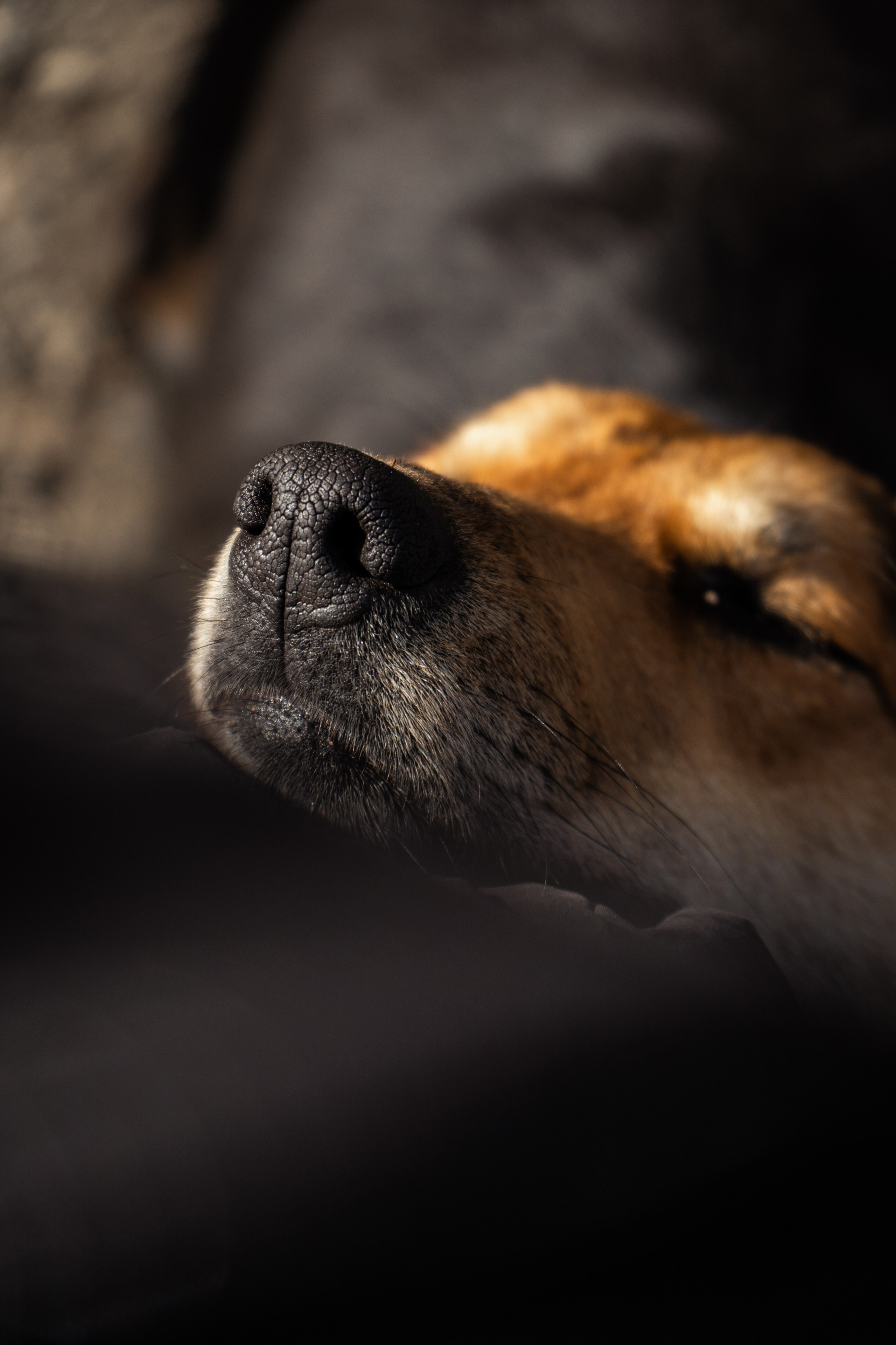 Pets. Makaroshkassirom — photographer in Minsk