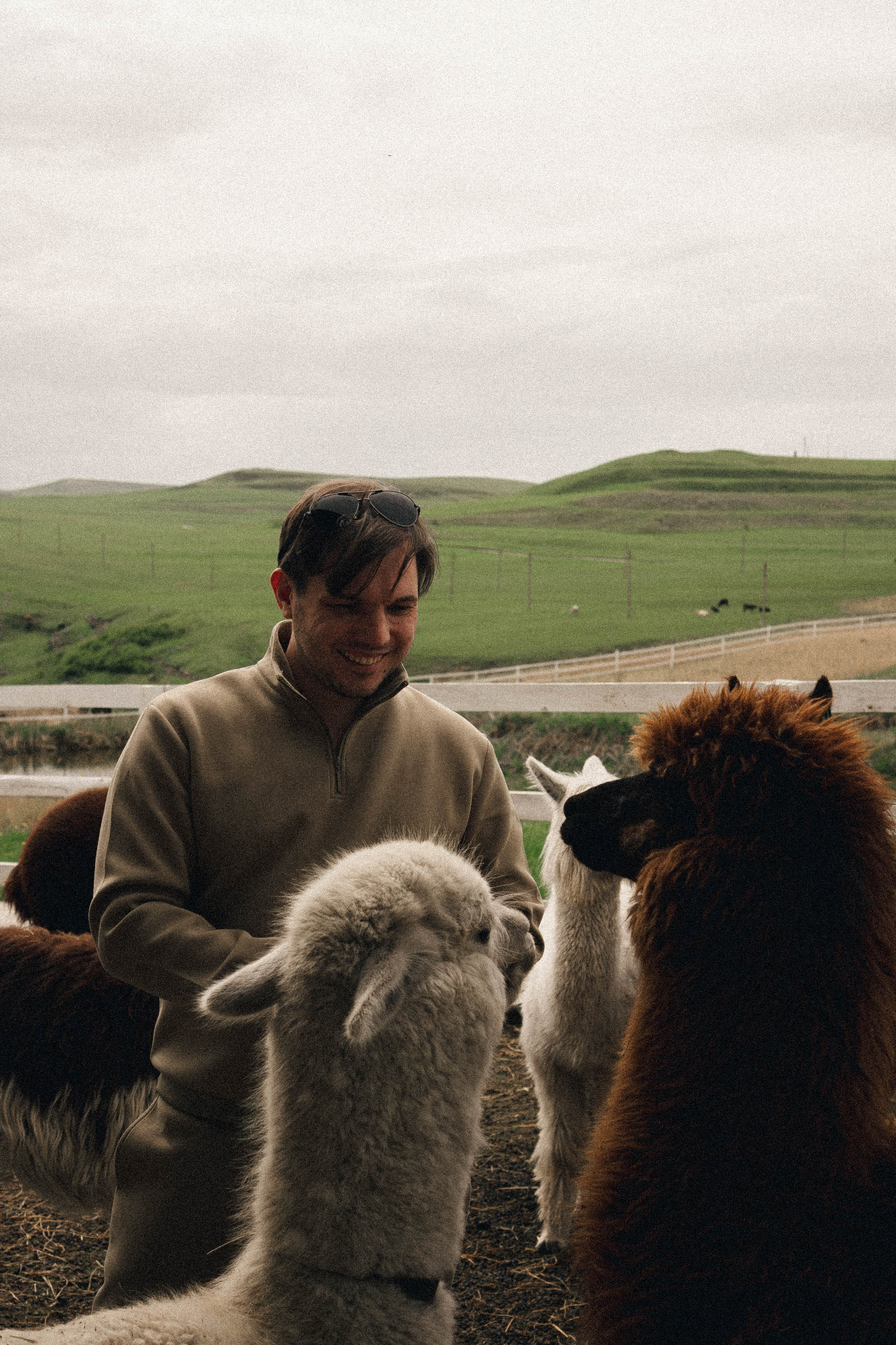Ферма Альпак. Профессиональный фотограф, Санкт-Петербург — Виктория Богомолова