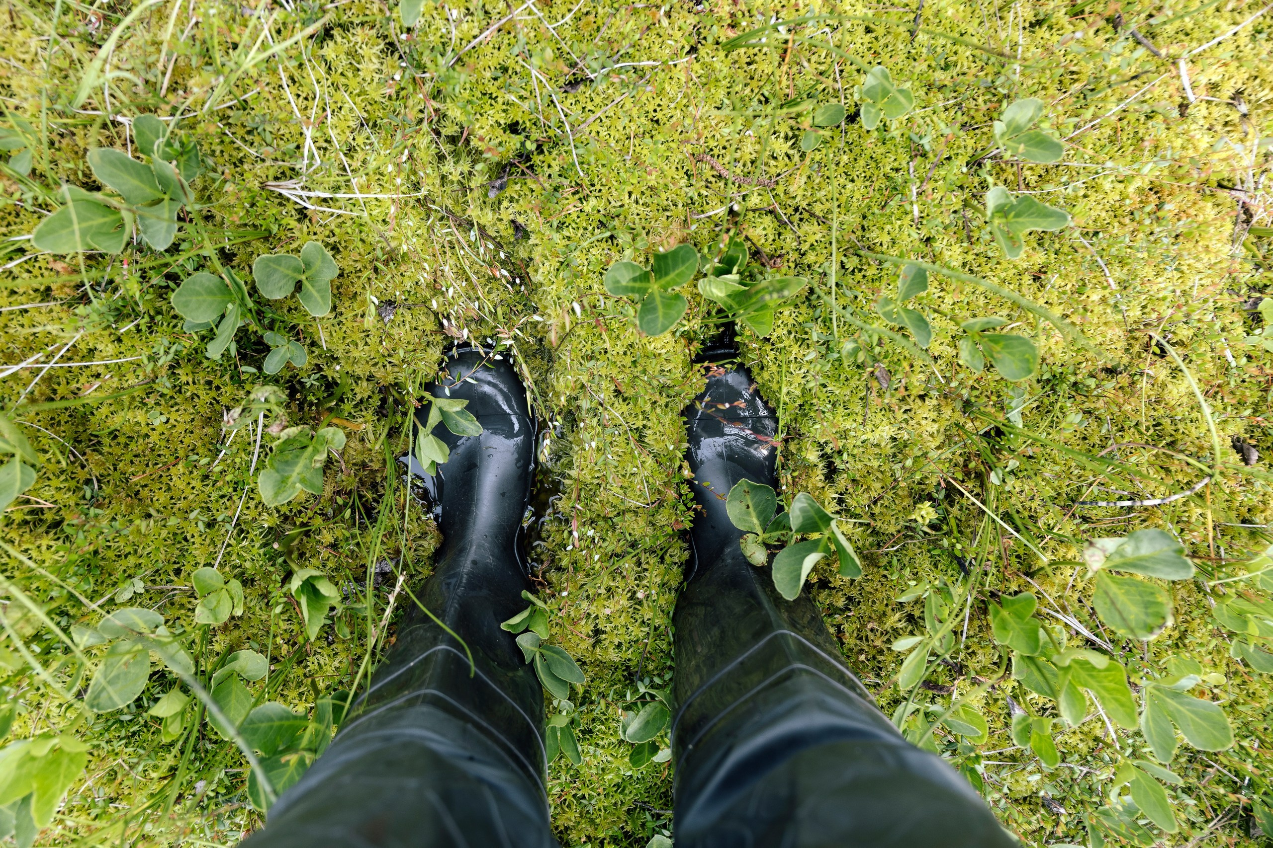 Фотопленэр на болоте. Фотообъединение Самарского областного отделения Союза журналистов России