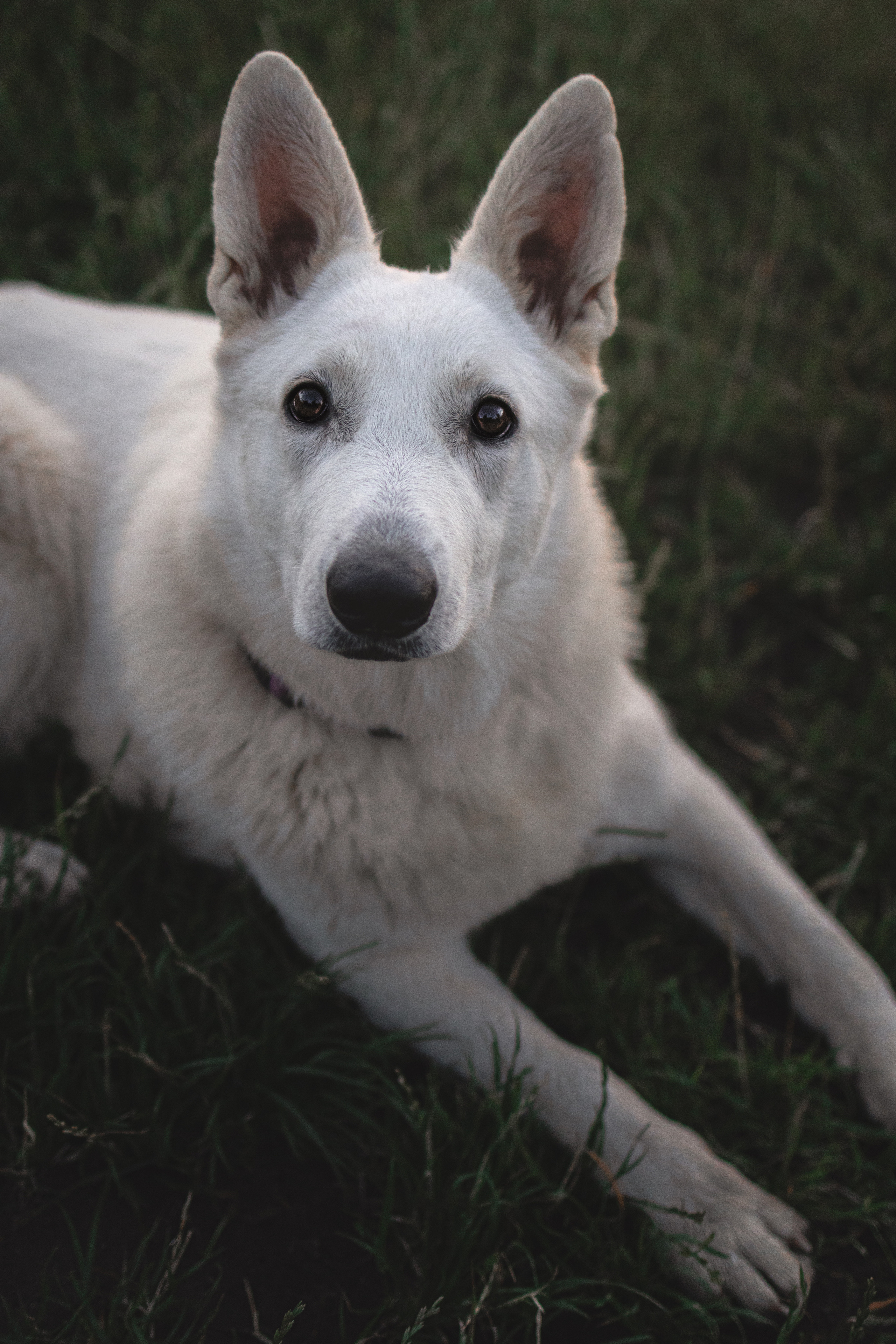 Любовь и Латте. Фотораф — анималист Мария Шистка