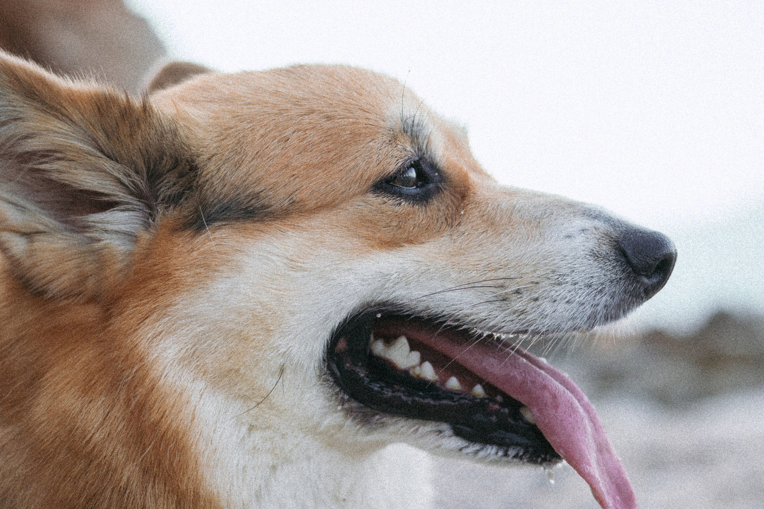 Катя и Рокси. Фотораф — анималист Мария Шистка