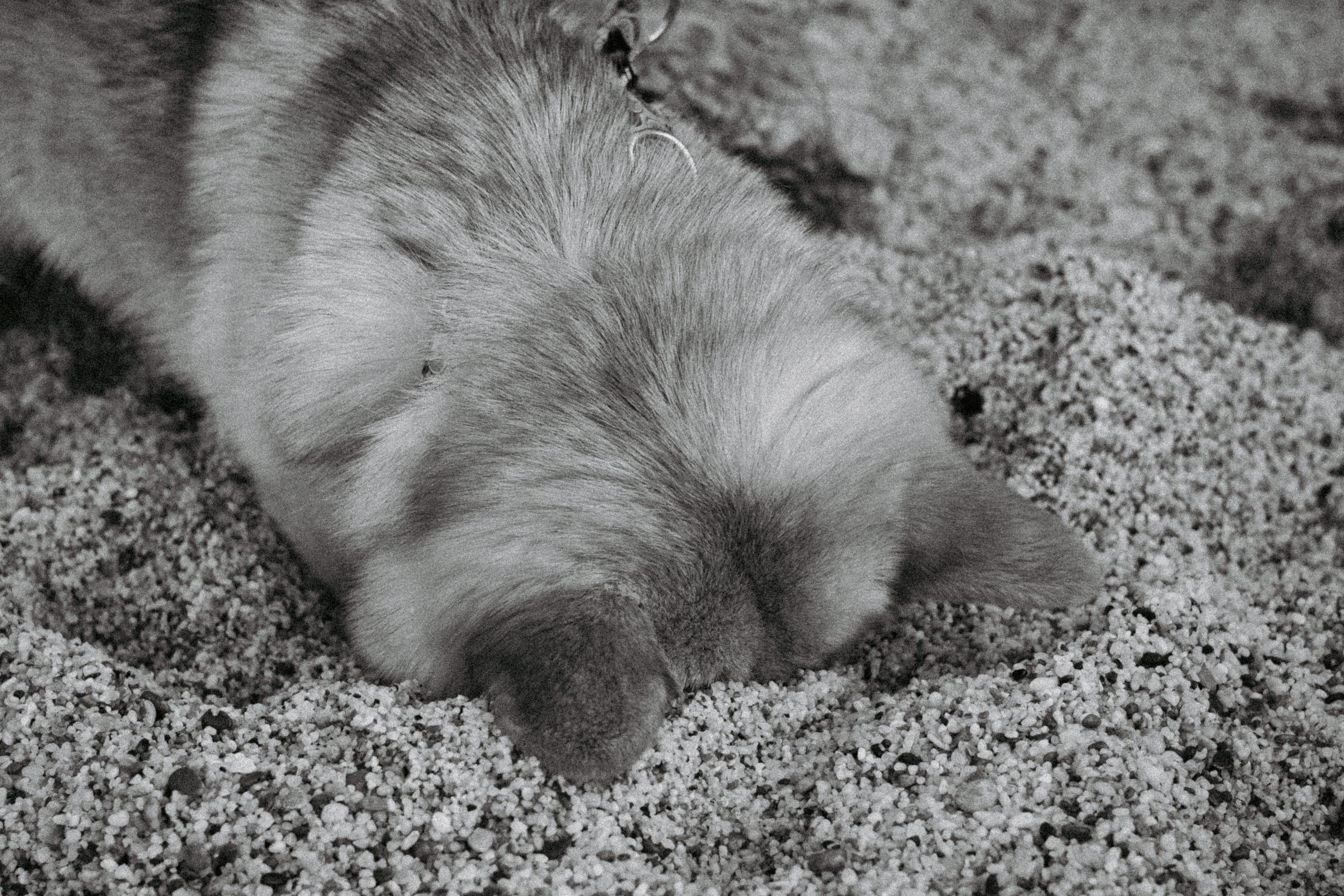 Катя и Рокси. Фотораф — анималист Мария Шистка