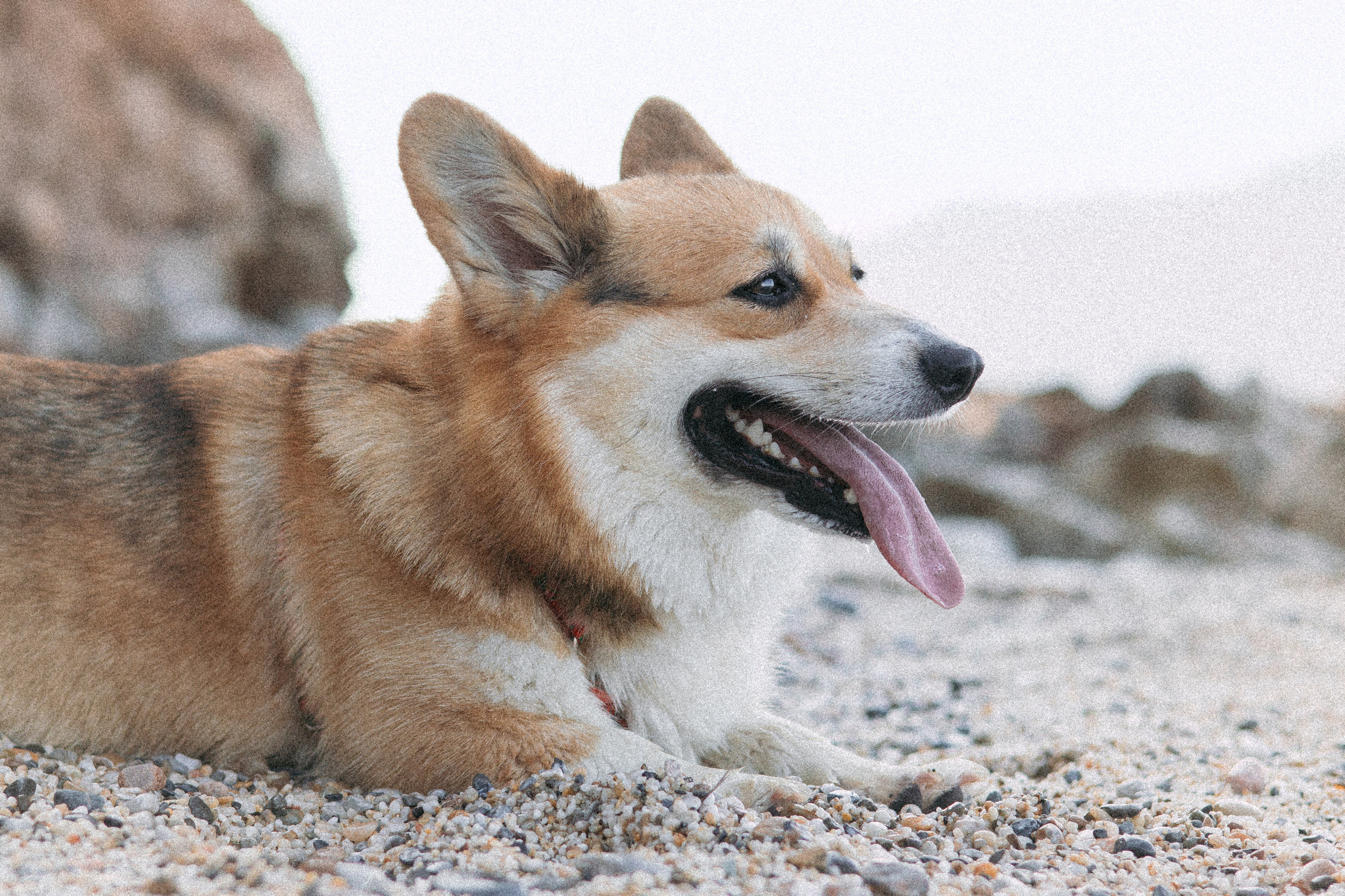 Катя и Рокси. Фотораф — анималист Мария Шистка