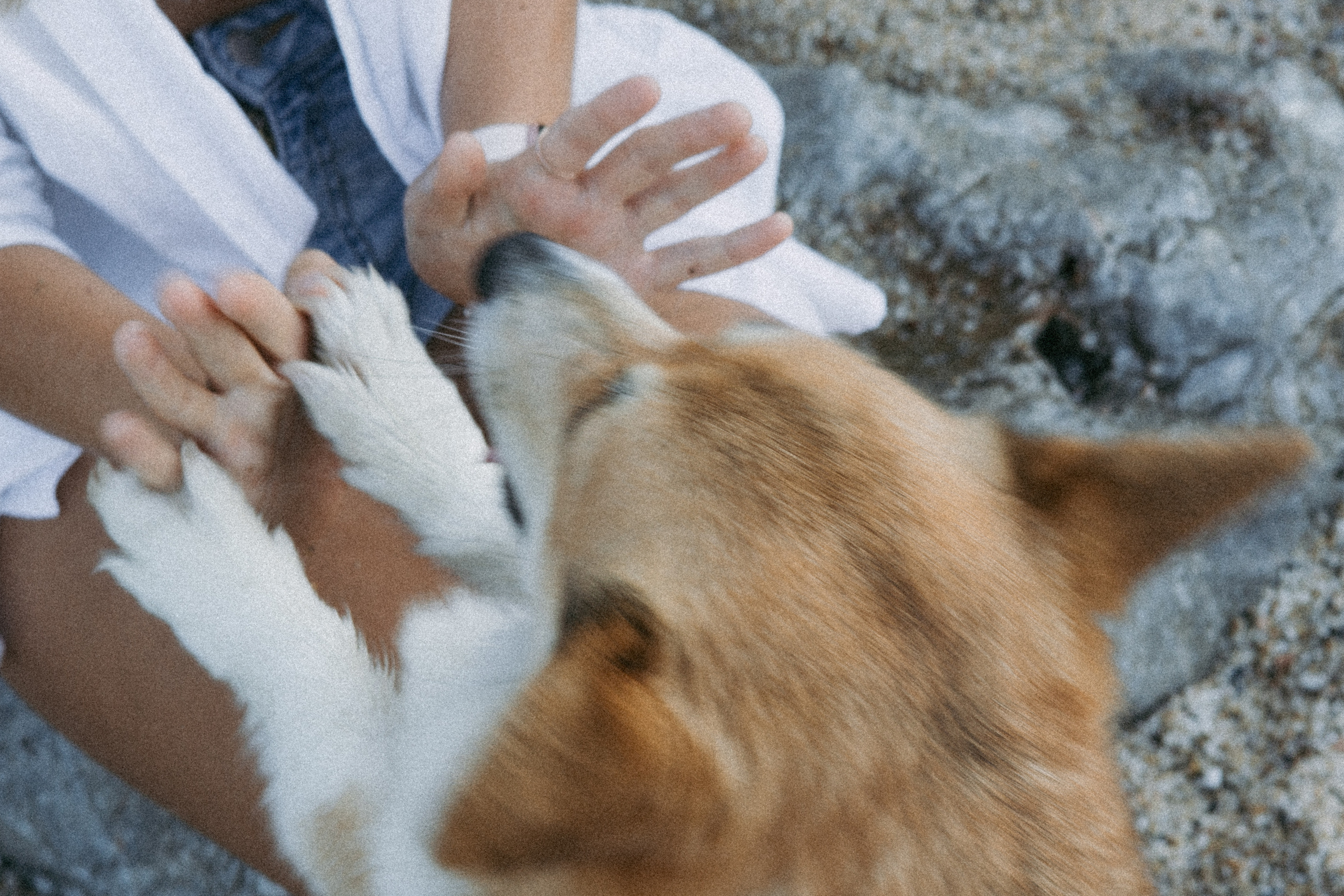 Катя и Рокси. Фотораф — анималист Мария Шистка