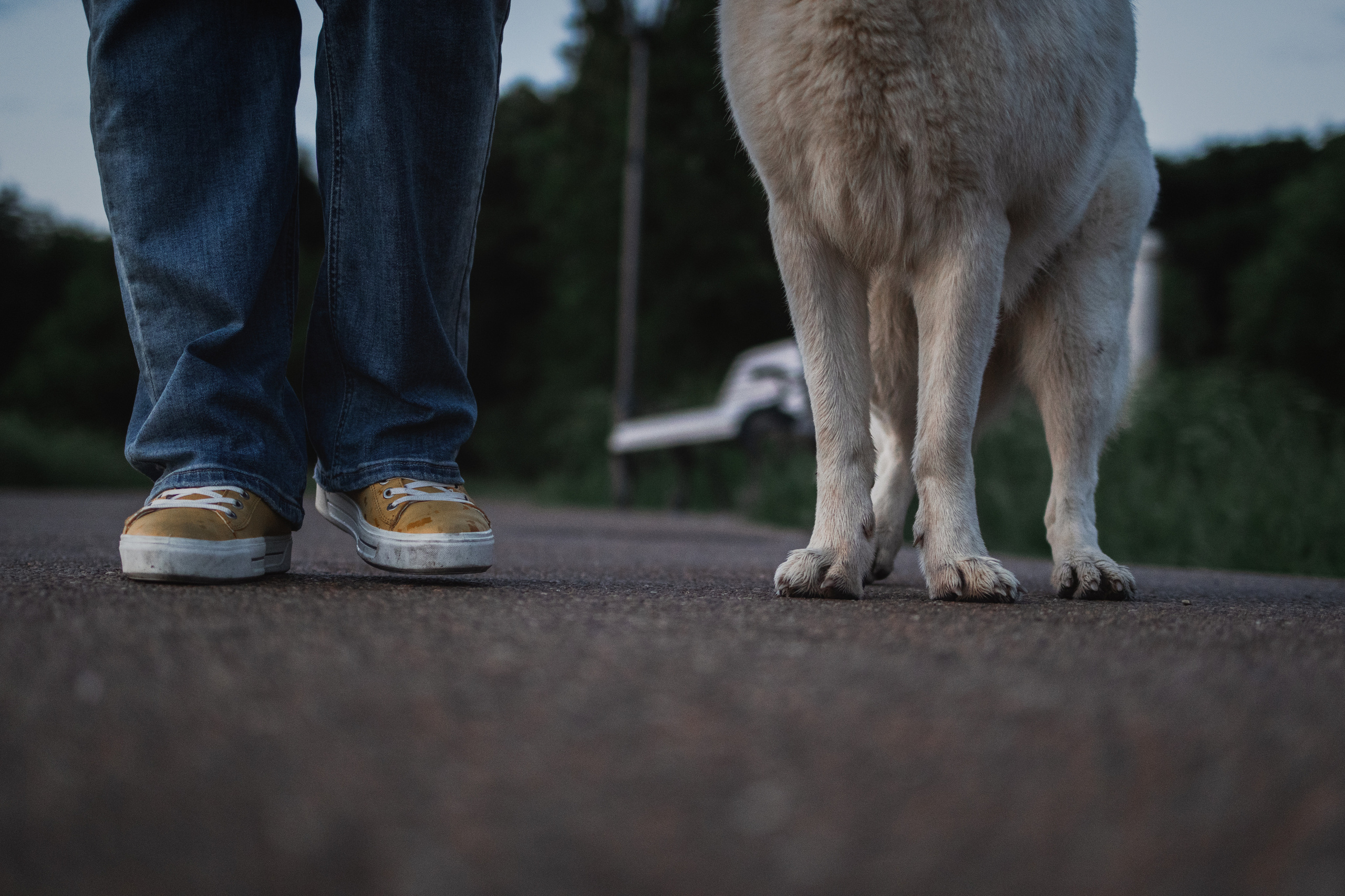 Любовь и Латте. Фотораф — анималист Мария Шистка
