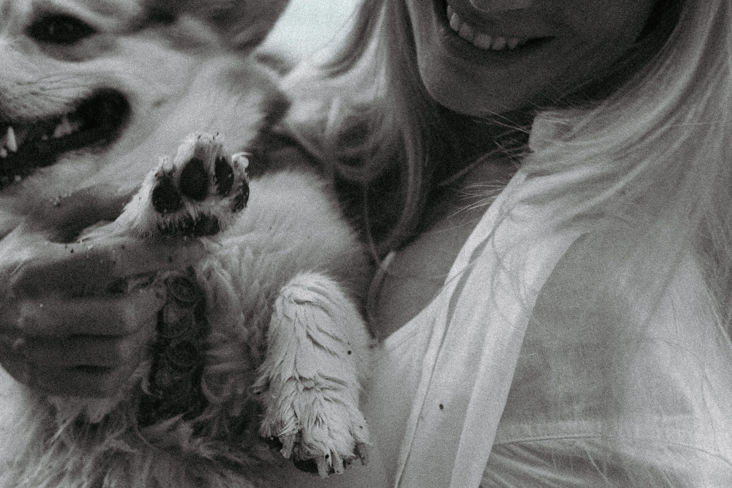 Катя и Рокси. Фотораф — анималист Мария Шистка