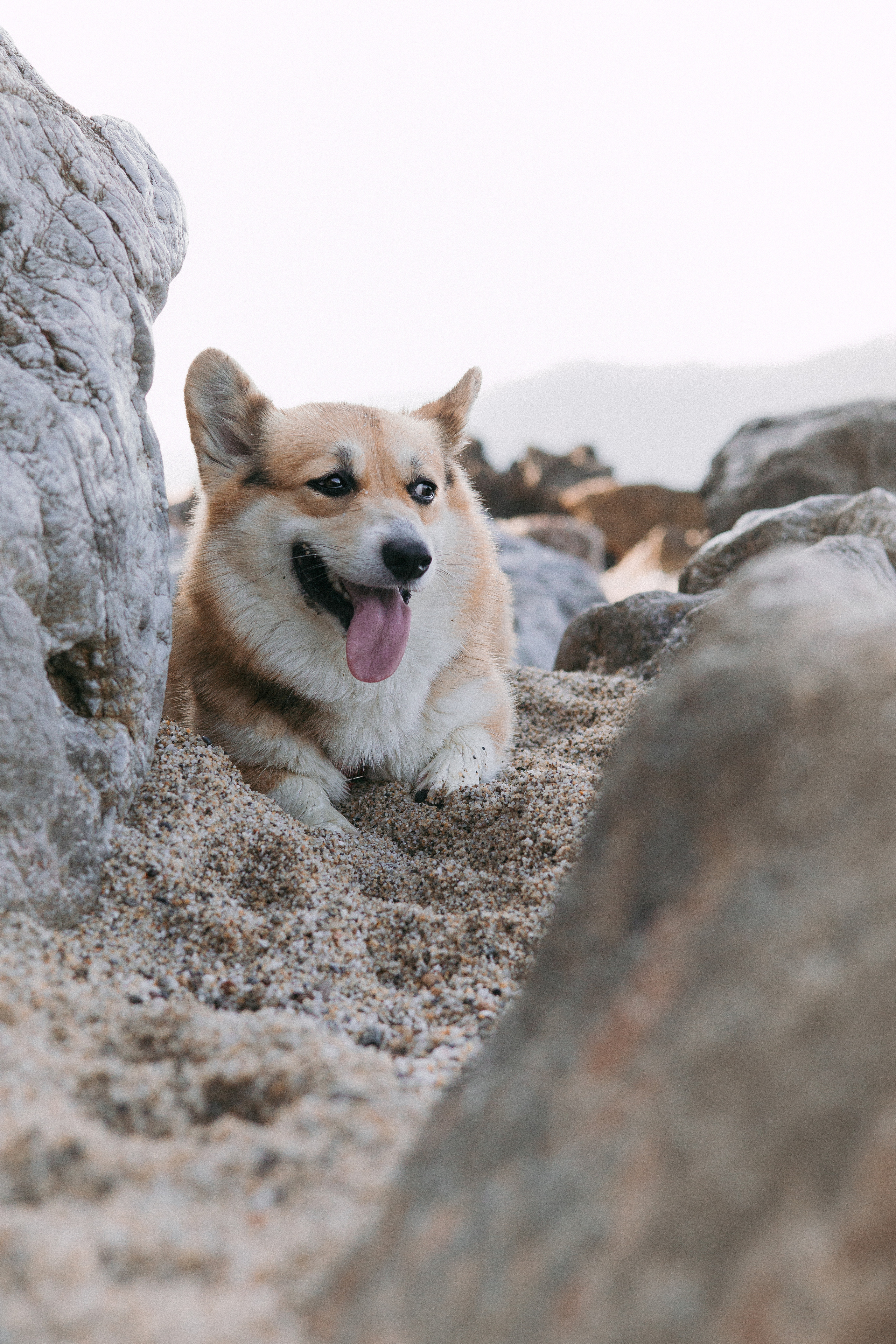 Катя и Рокси. Фотораф — анималист Мария Шистка