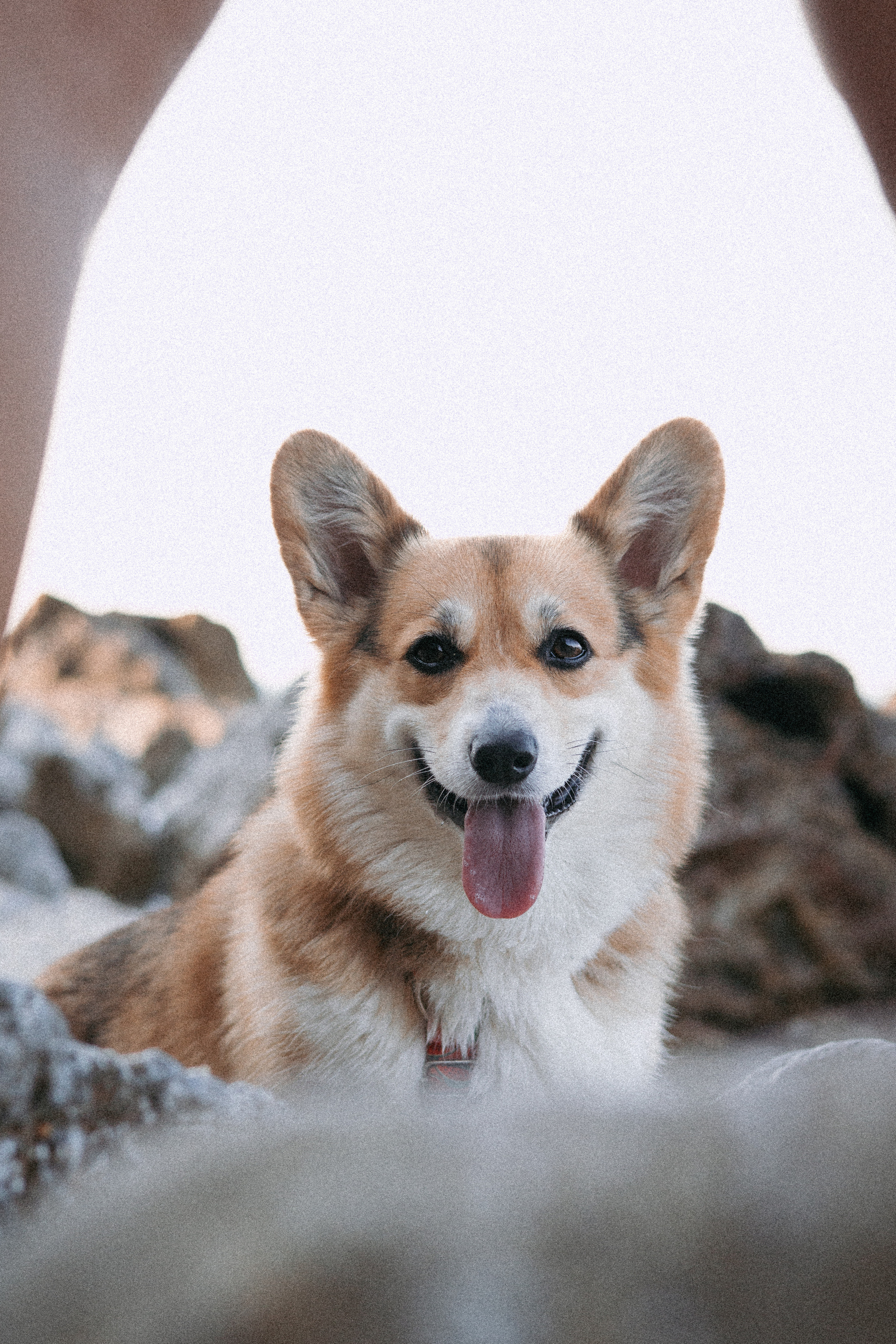 Катя и Рокси. Фотораф — анималист Мария Шистка