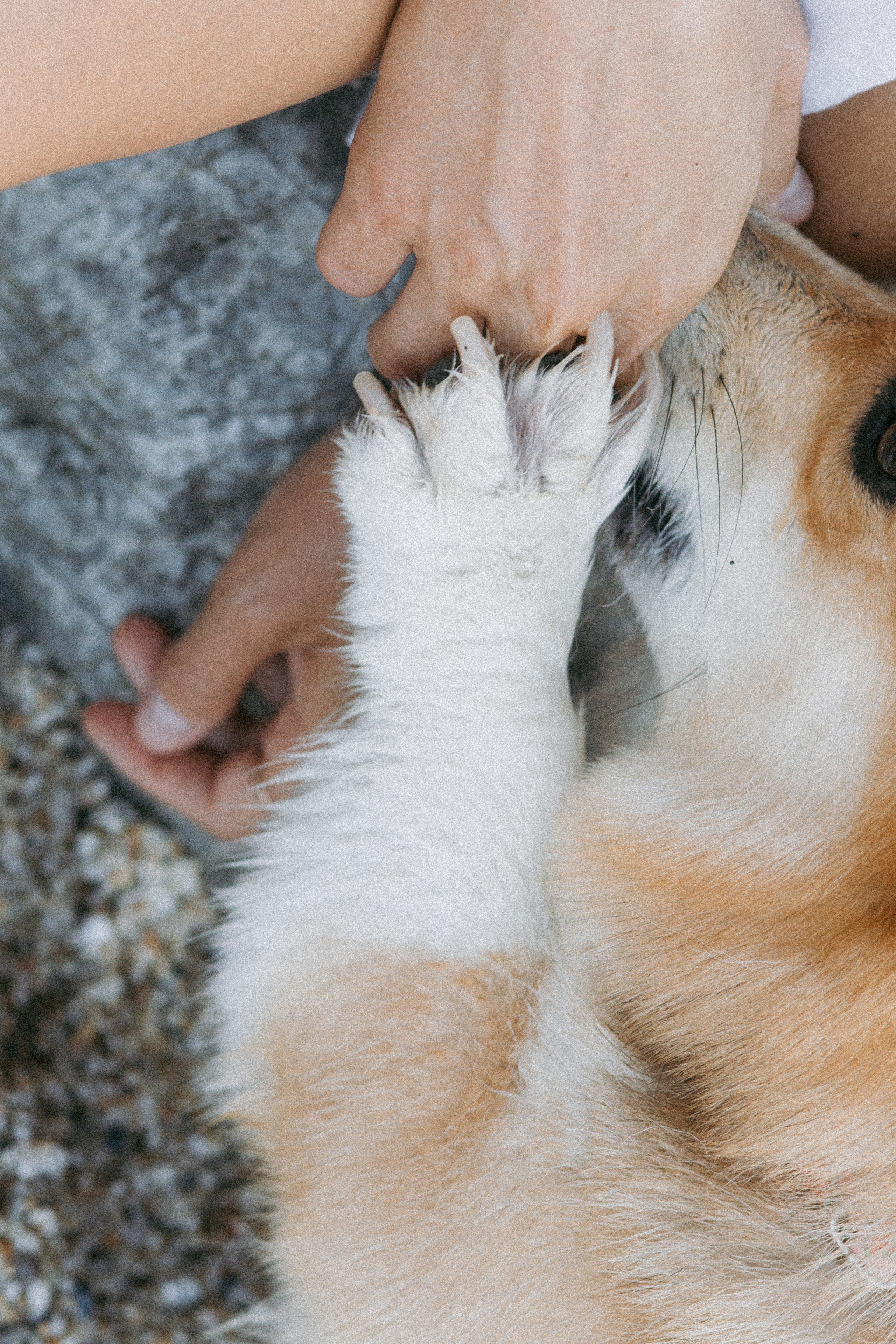 Катя и Рокси. Фотораф — анималист Мария Шистка