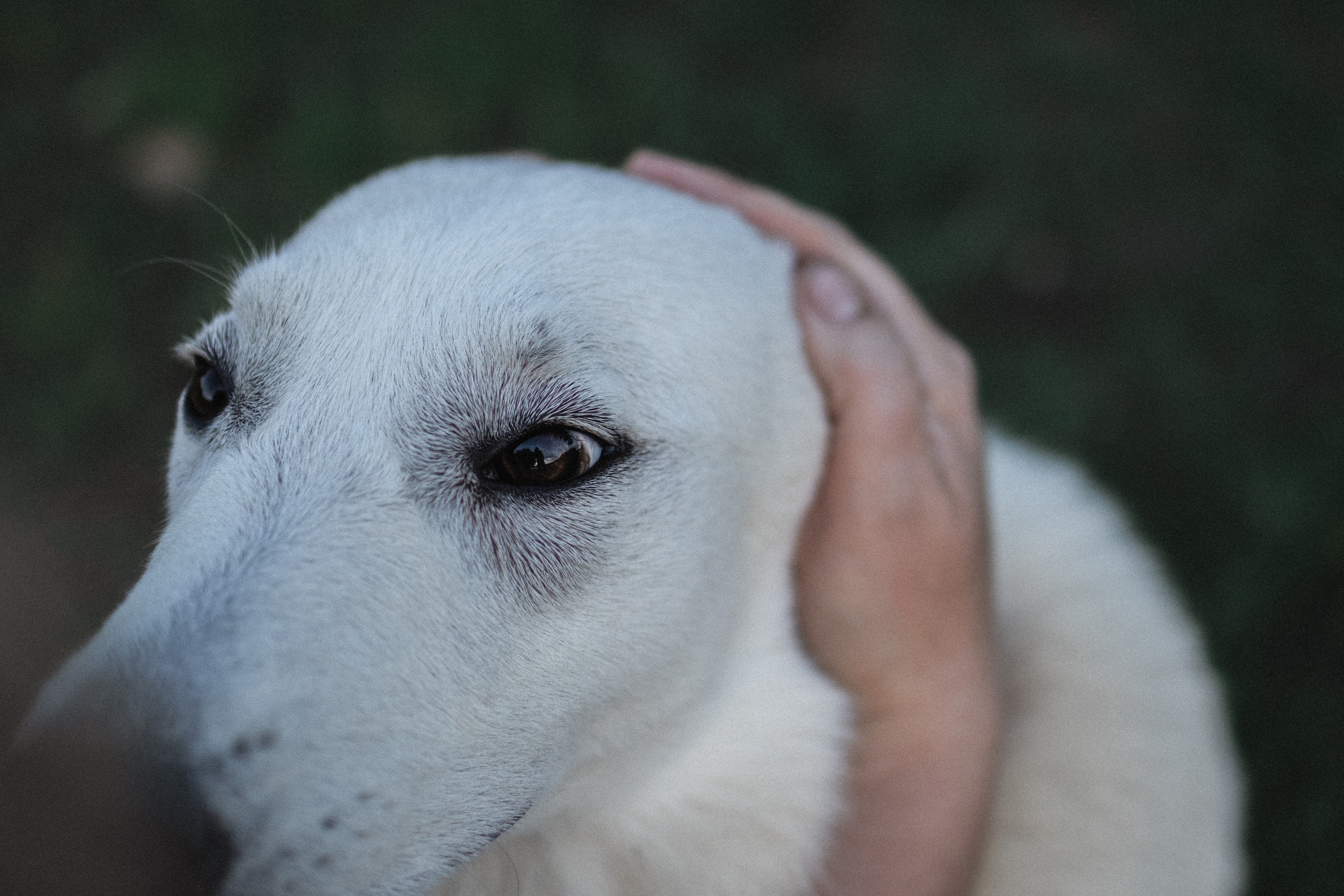 Любовь и Латте. Фотораф — анималист Мария Шистка
