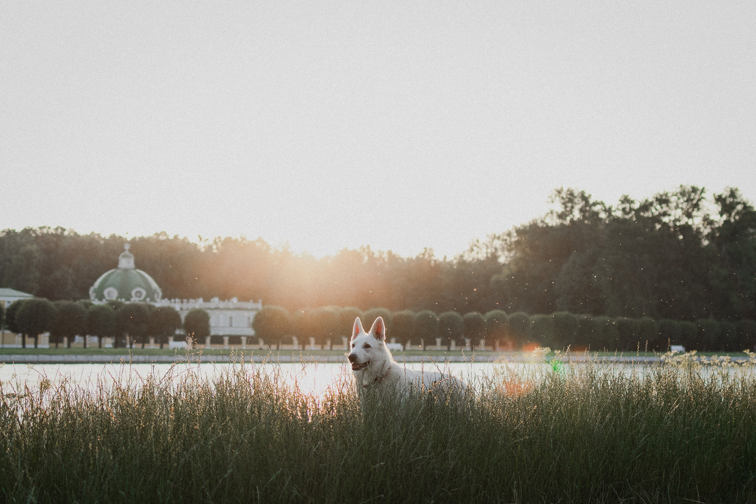 Любовь и Латте. Фотораф — анималист Мария Шистка