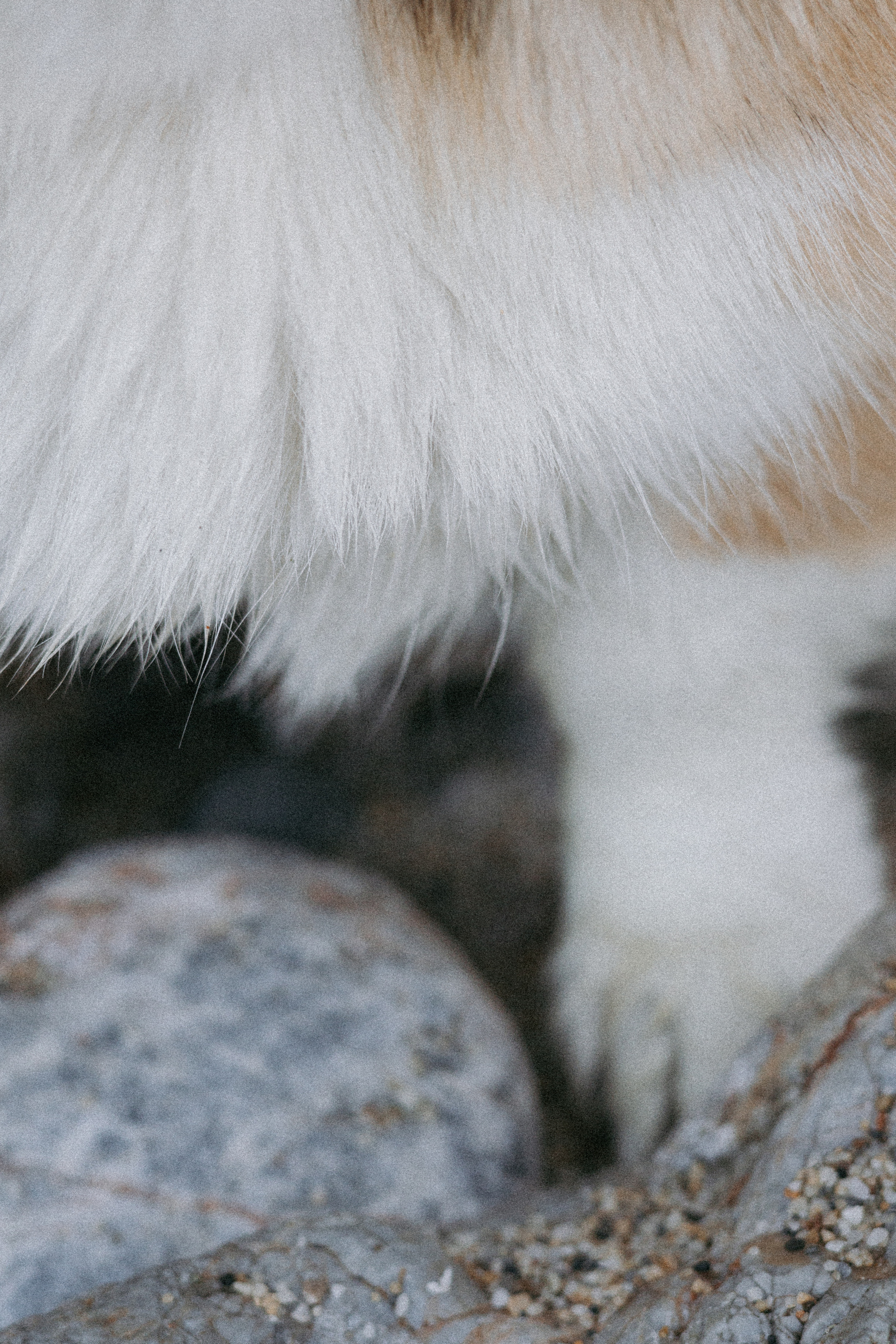 Катя и Рокси. Фотораф — анималист Мария Шистка