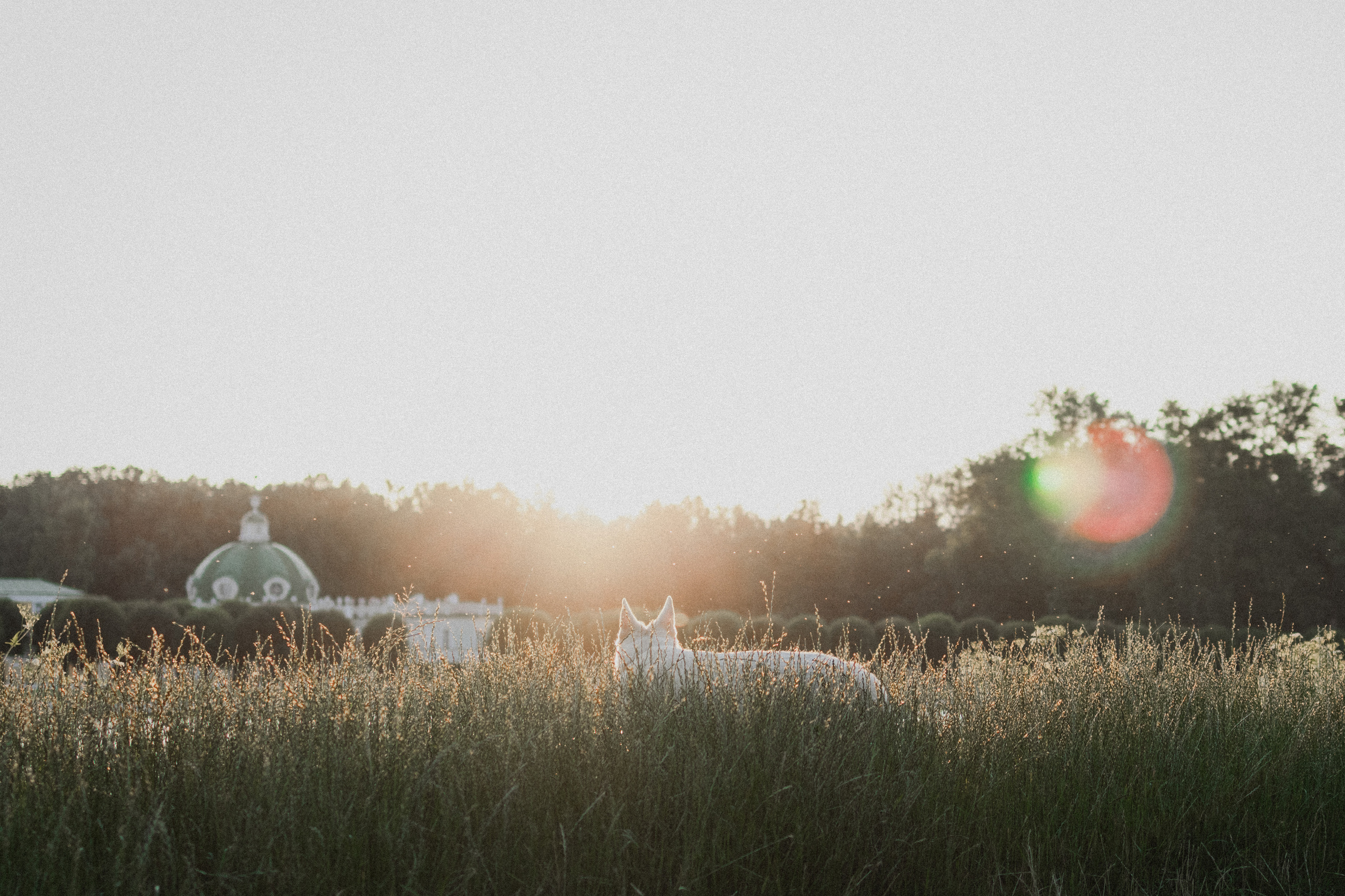 Любовь и Латте. Фотораф — анималист Мария Шистка