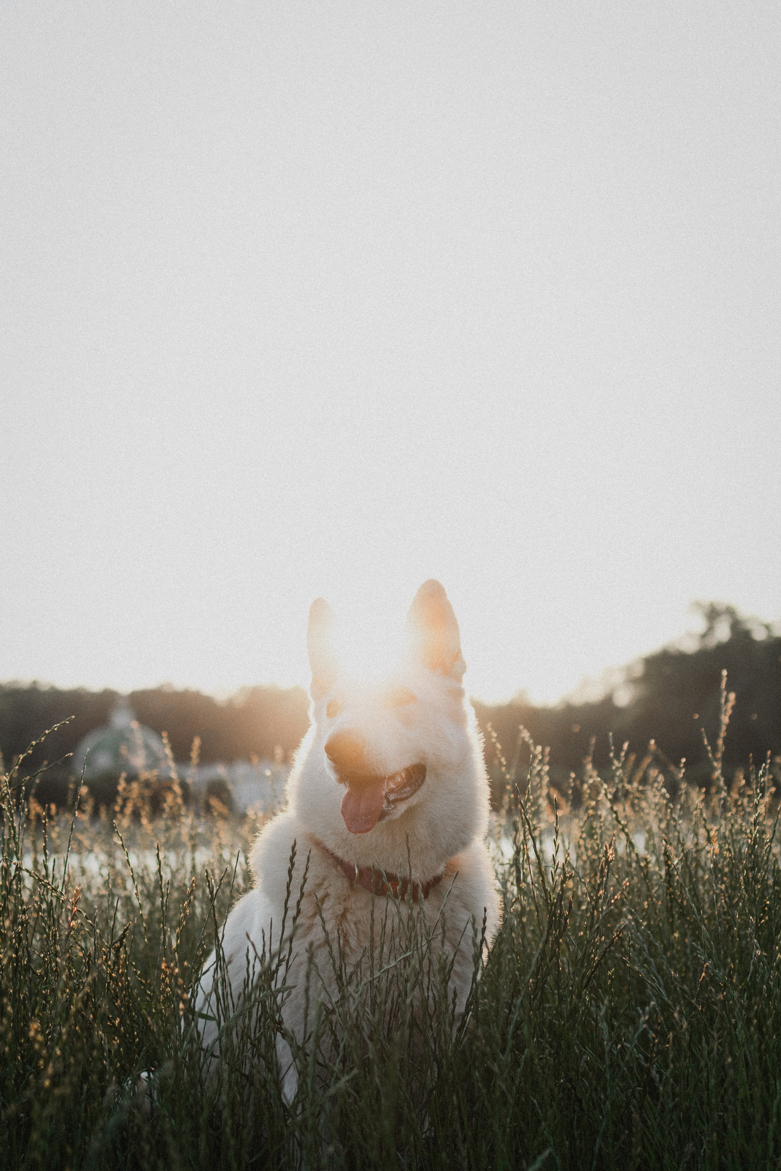Любовь и Латте. Фотораф — анималист Мария Шистка