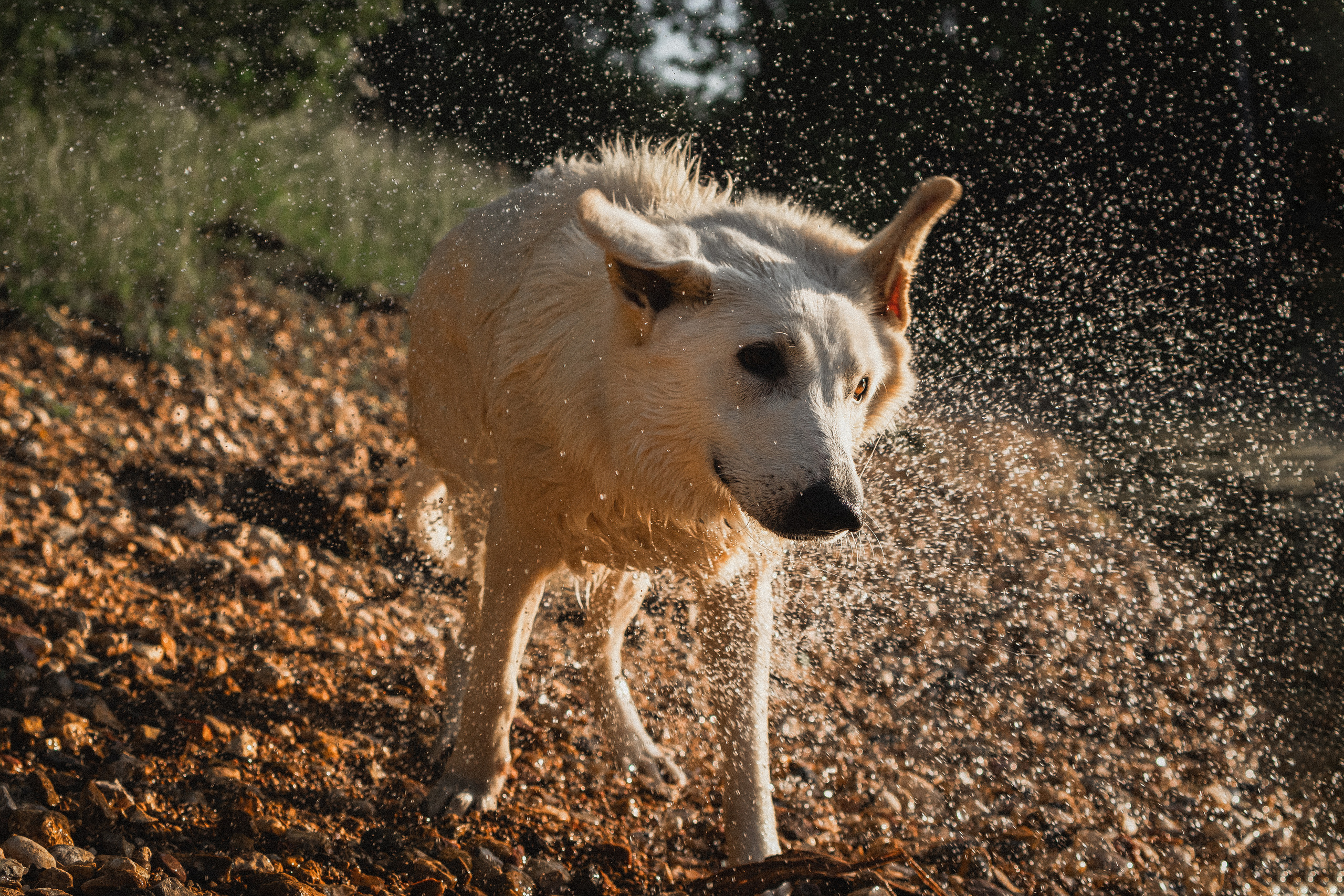 Любовь и Латте. Фотораф — анималист Мария Шистка