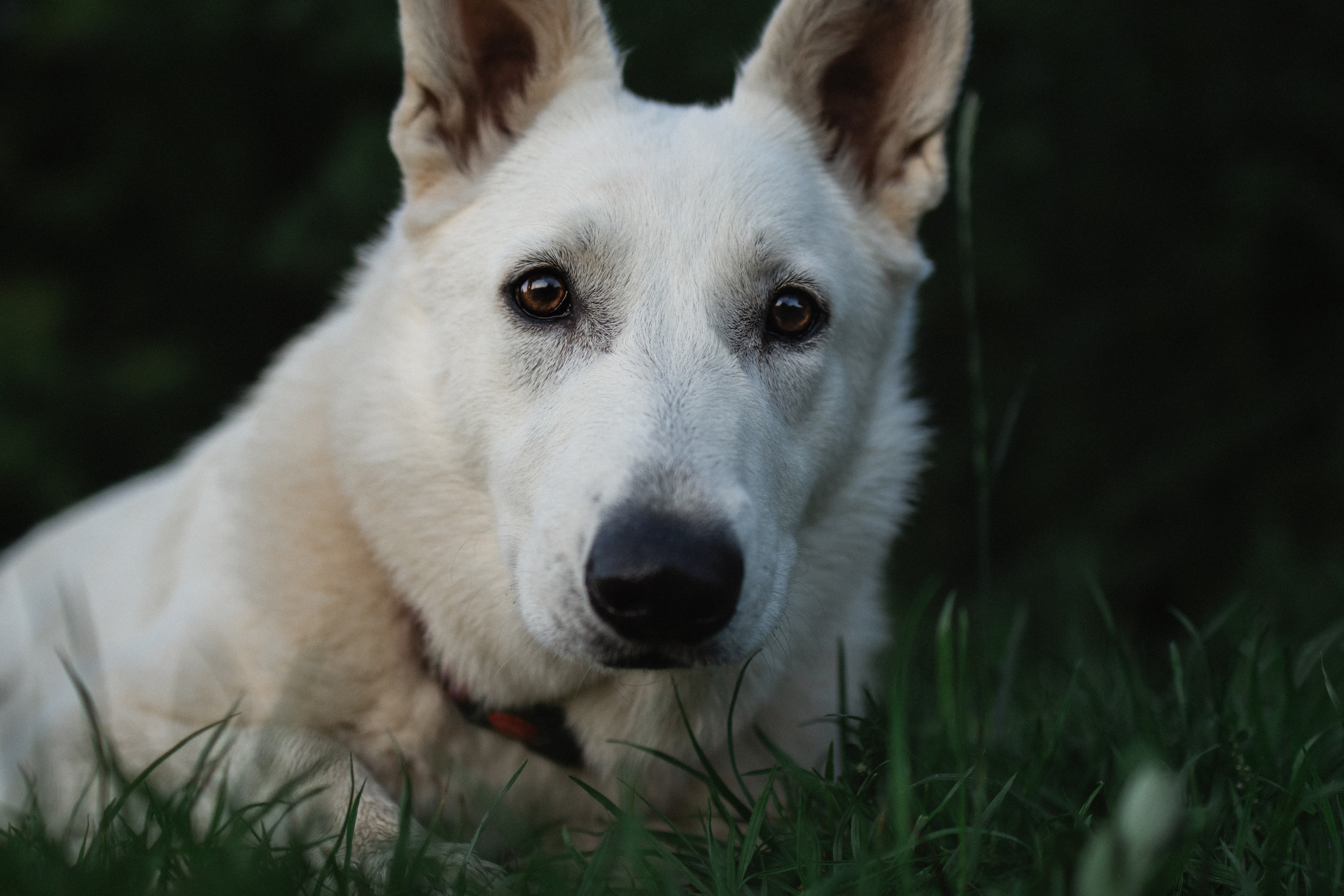 Любовь и Латте. Фотораф — анималист Мария Шистка