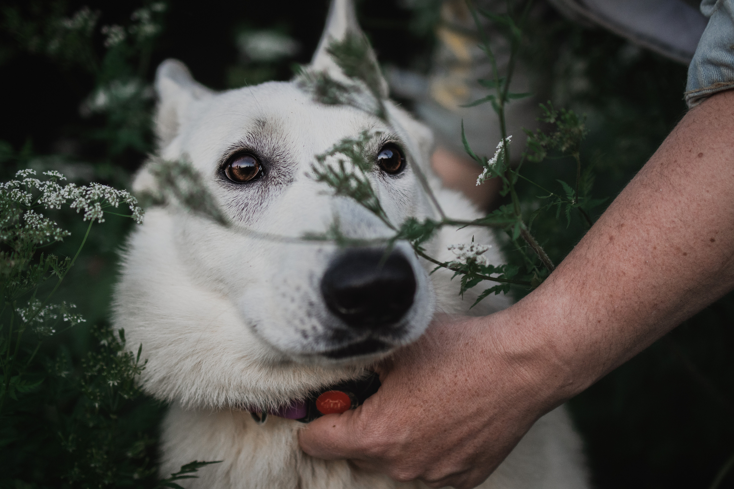 Любовь и Латте. Фотораф — анималист Мария Шистка