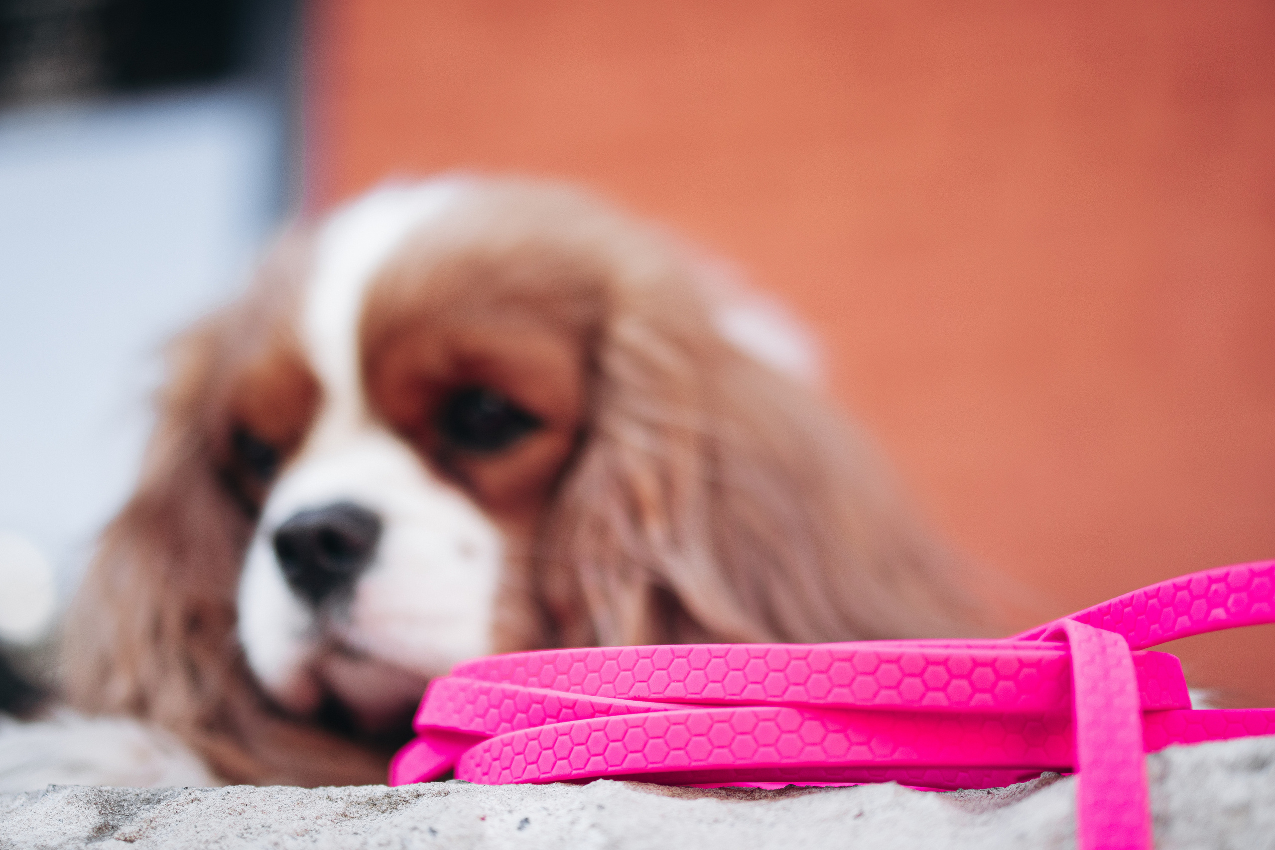 Амуниция «Бобик». Фотораф — анималист Мария Шистка