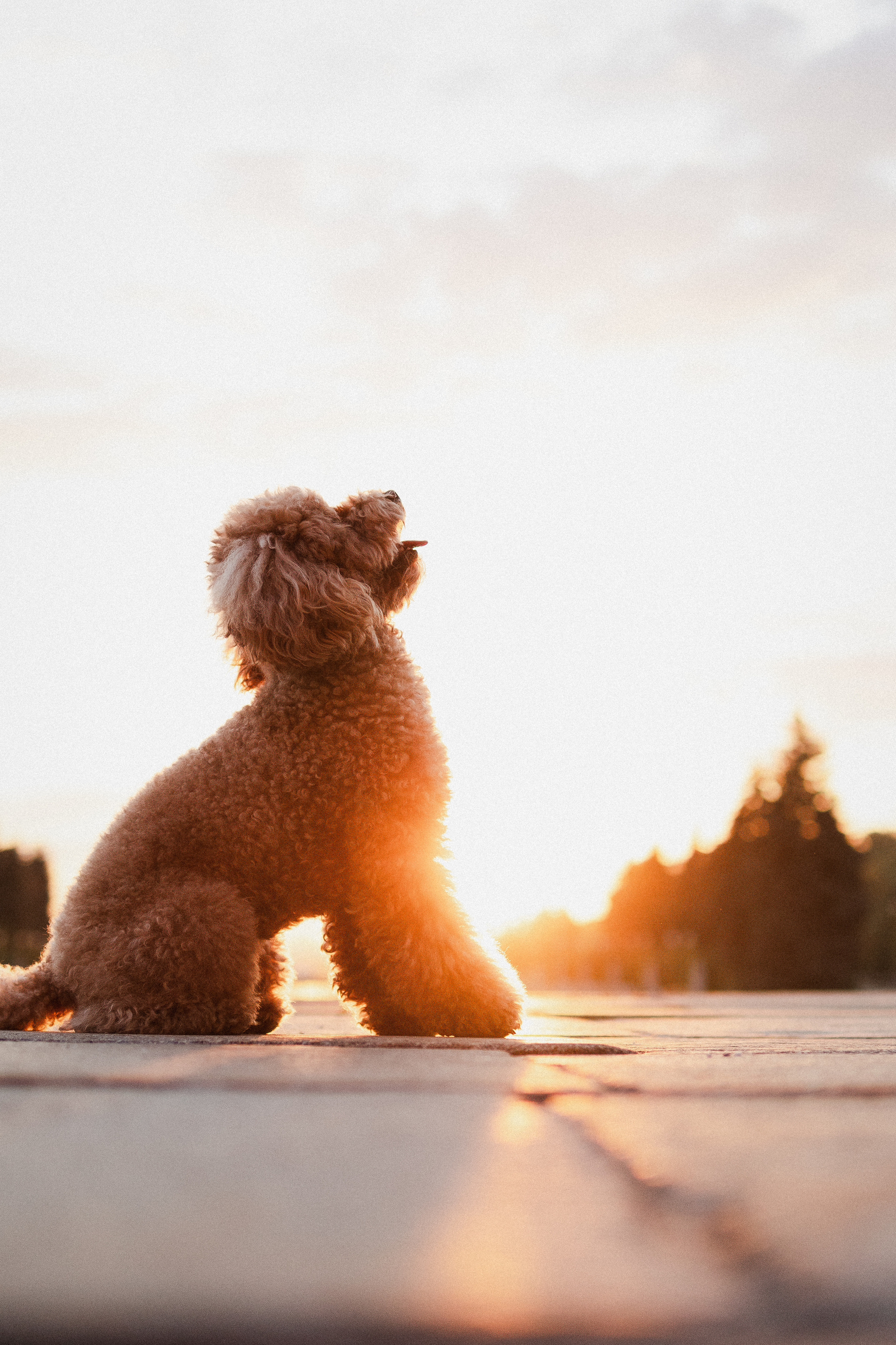 Лилия и Оди. Фотораф — анималист Мария Шистка