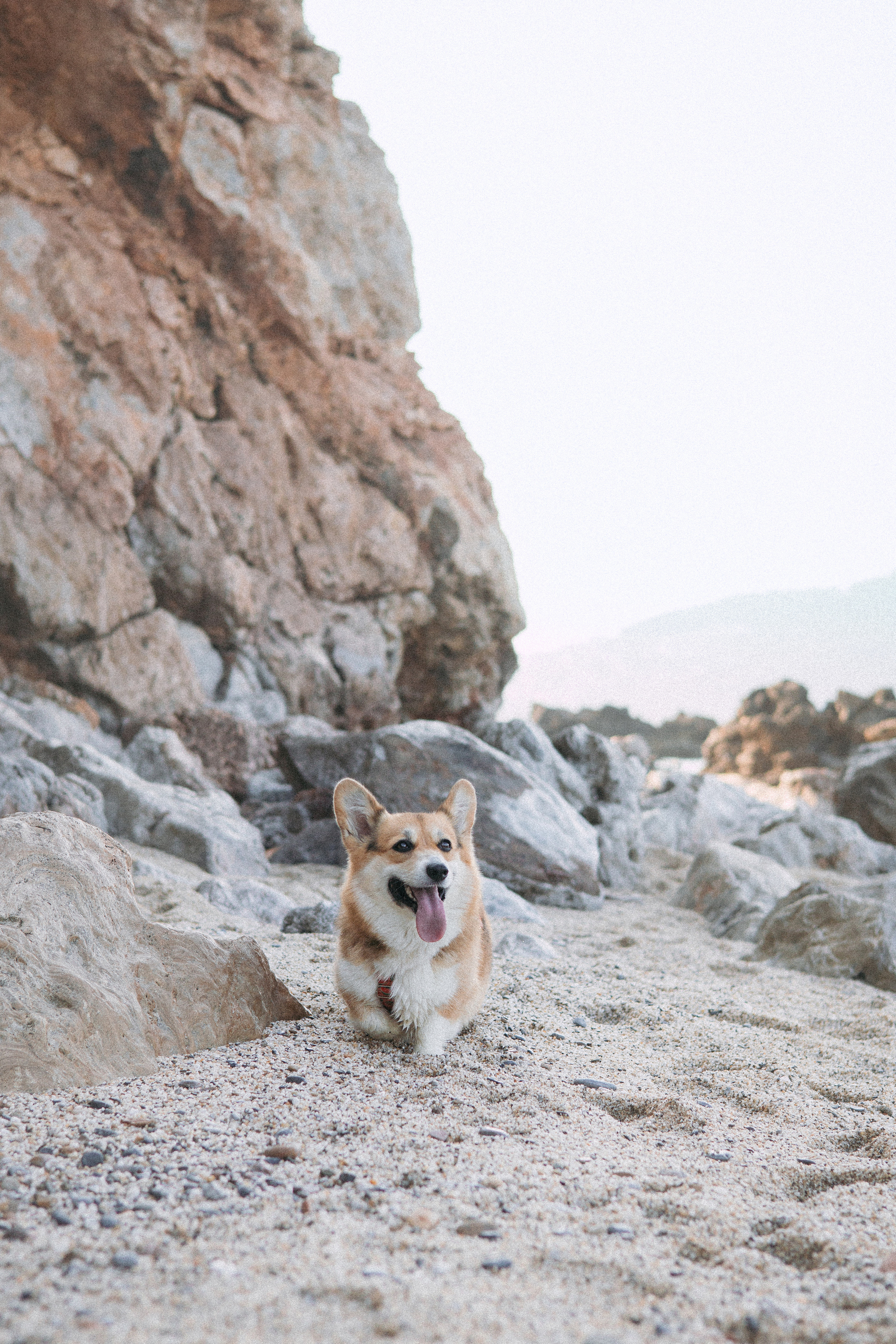 Катя и Рокси. Фотораф — анималист Мария Шистка