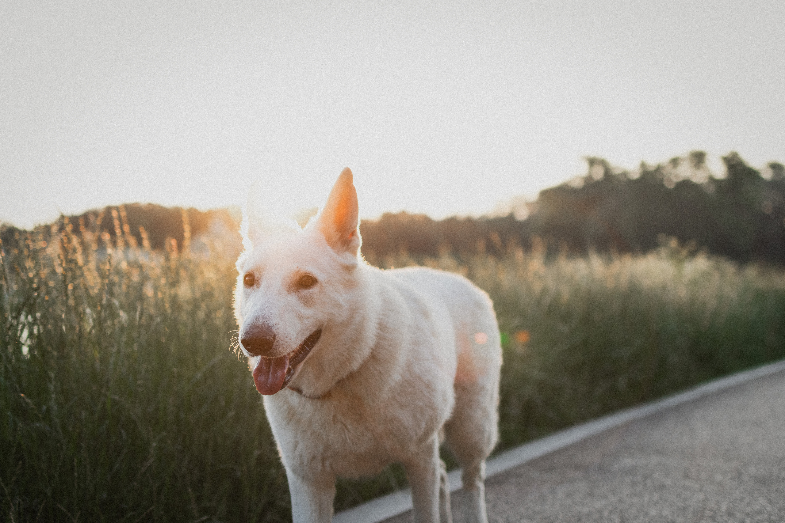Любовь и Латте. Фотораф — анималист Мария Шистка