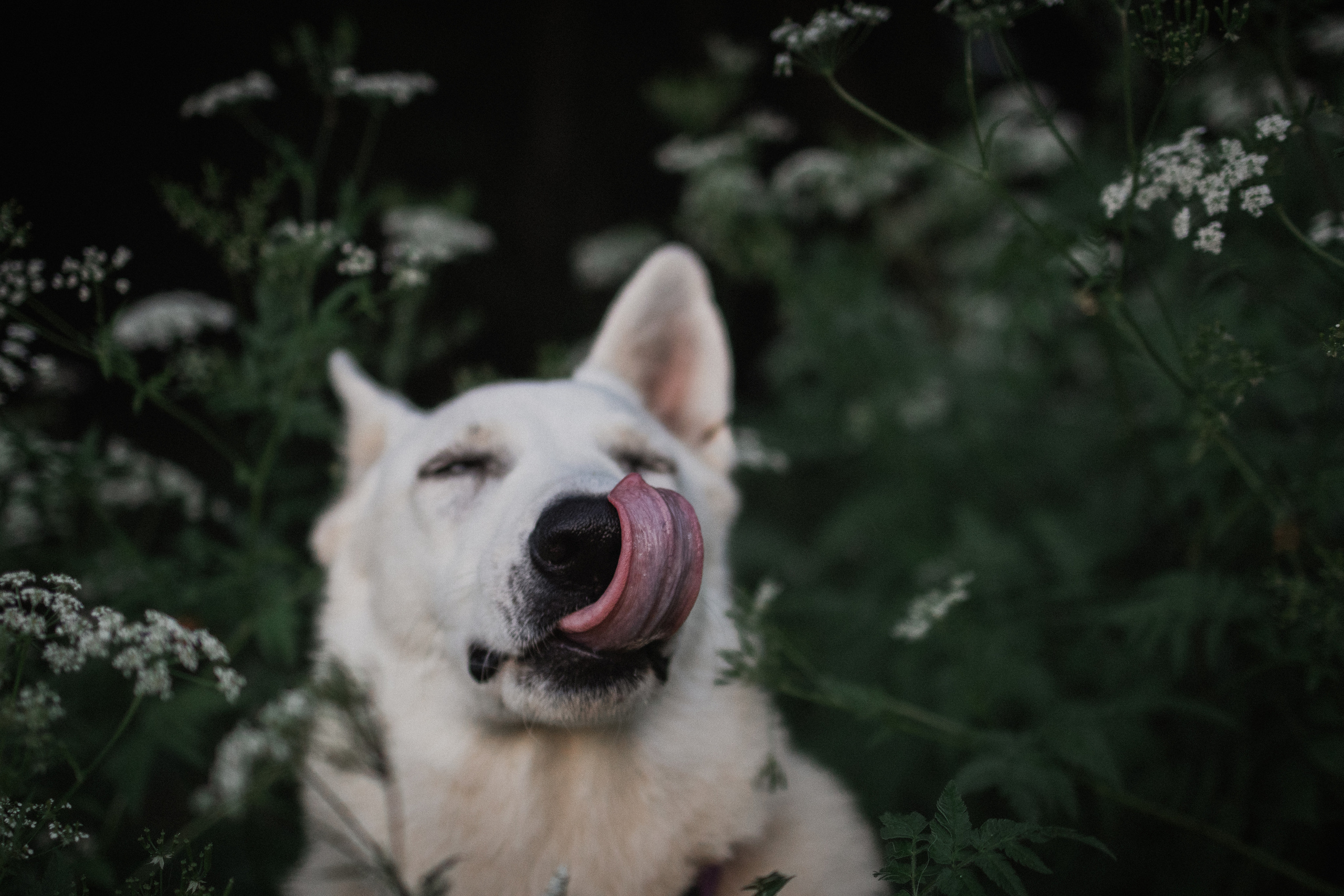 Любовь и Латте. Фотораф — анималист Мария Шистка