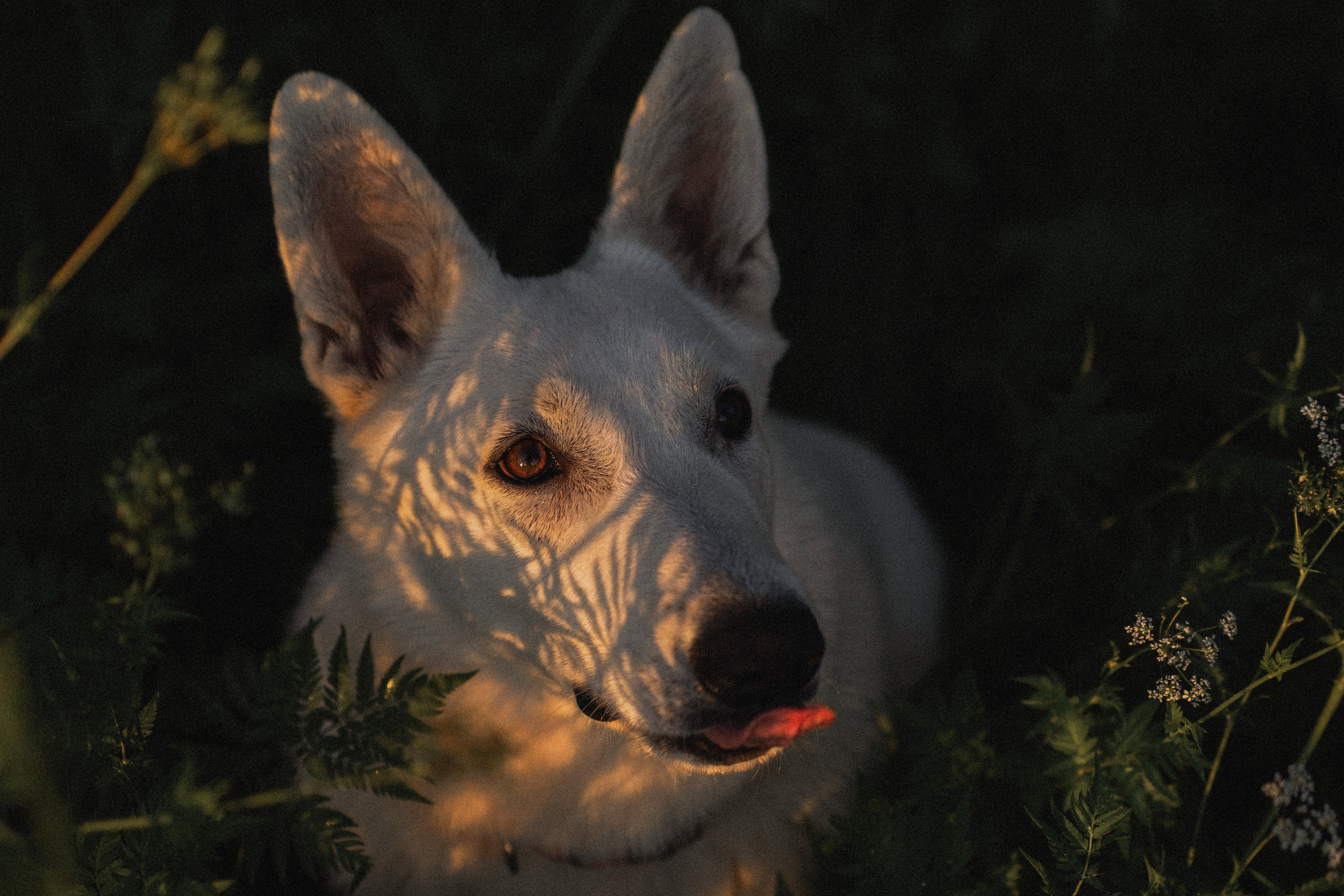 Любовь и Латте. Фотораф — анималист Мария Шистка
