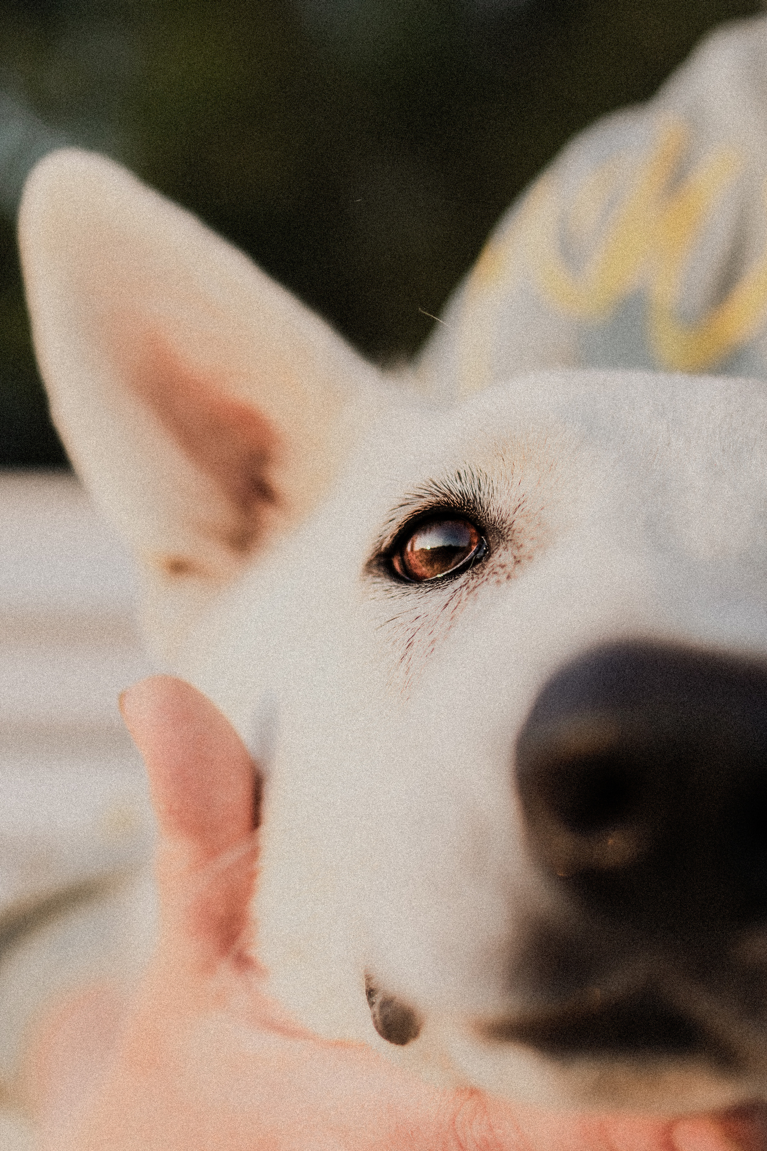Любовь и Латте. Фотораф — анималист Мария Шистка