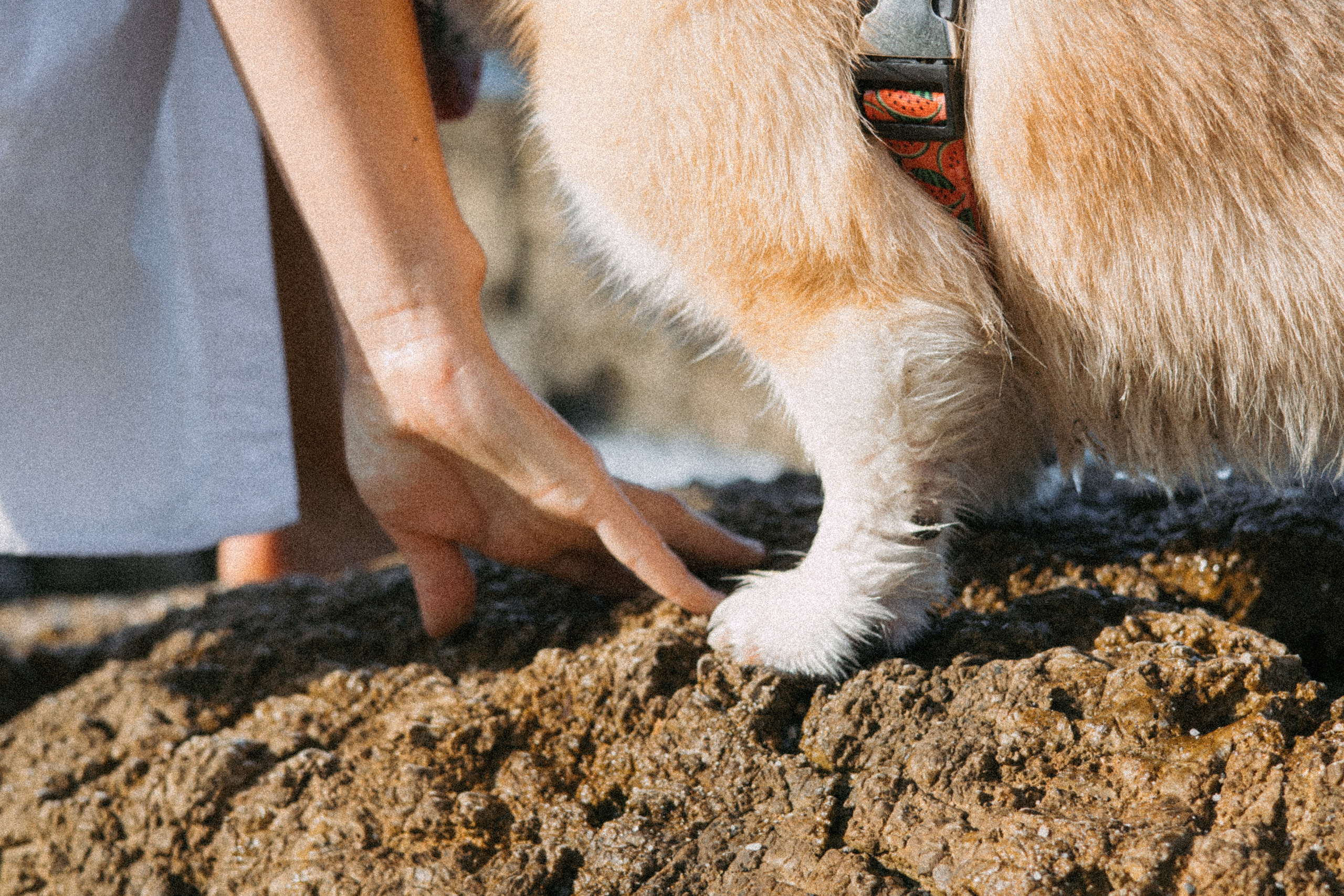Катя и Рокси. Фотораф — анималист Мария Шистка