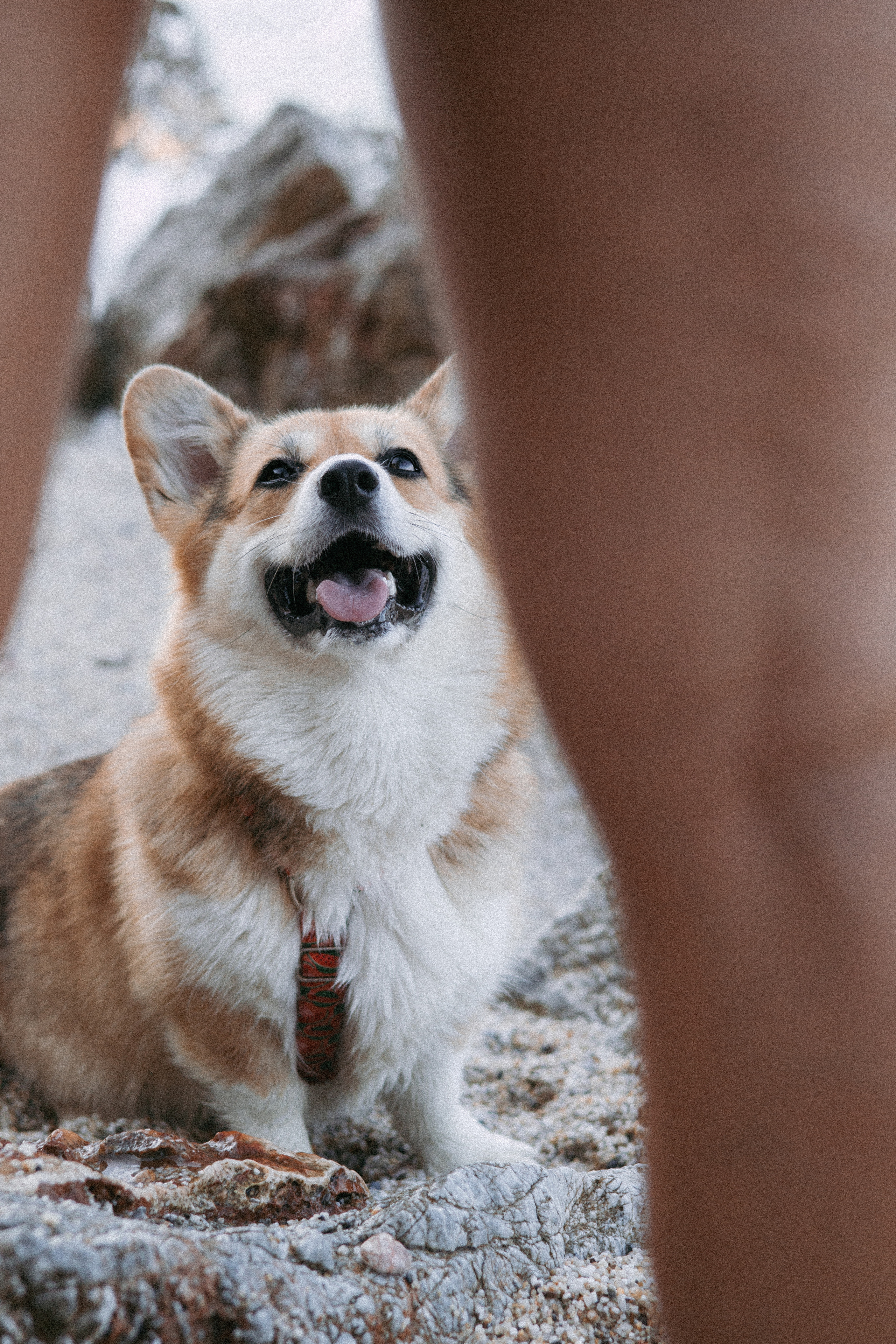Катя и Рокси. Фотораф — анималист Мария Шистка