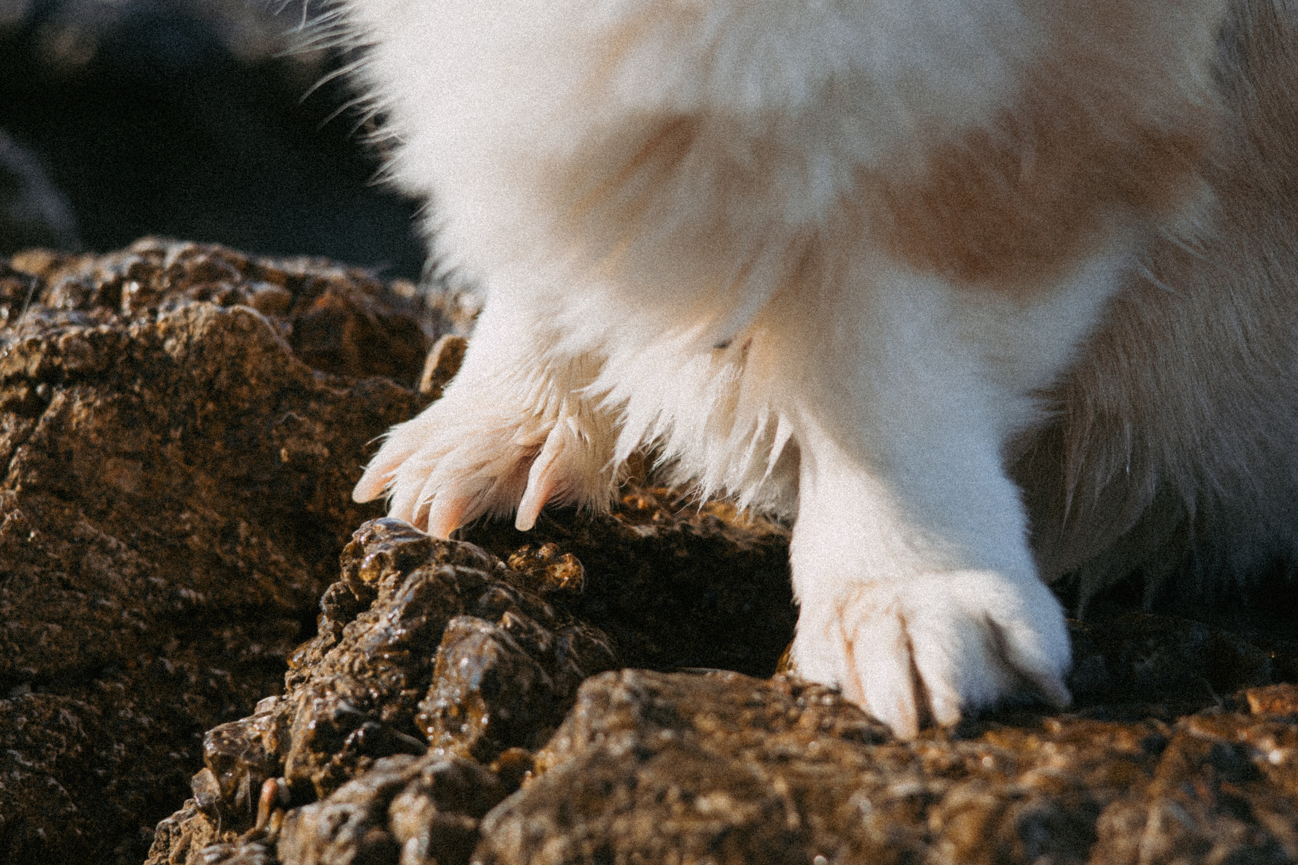 Катя и Рокси. Фотораф — анималист Мария Шистка