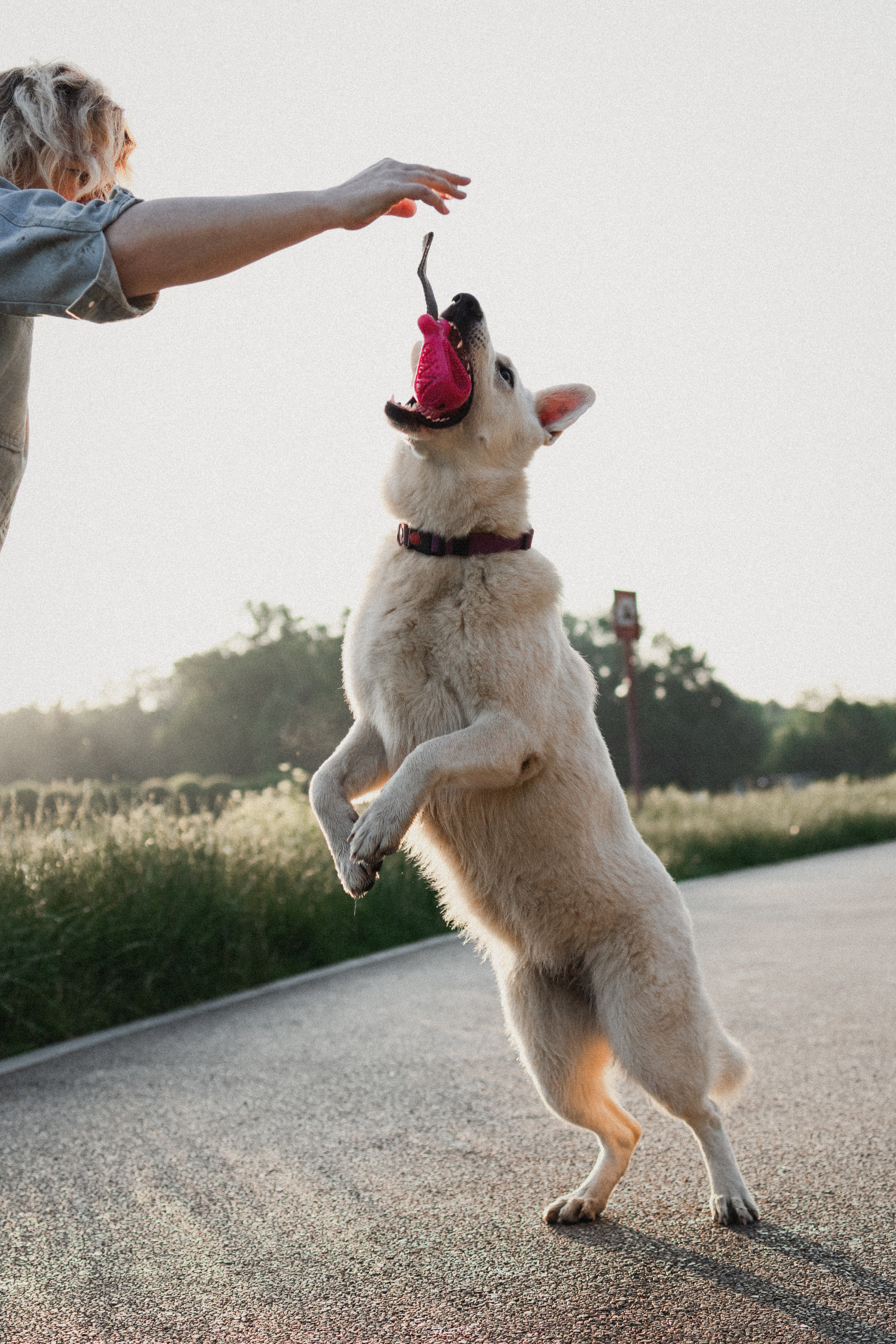 Любовь и Латте. Фотораф — анималист Мария Шистка