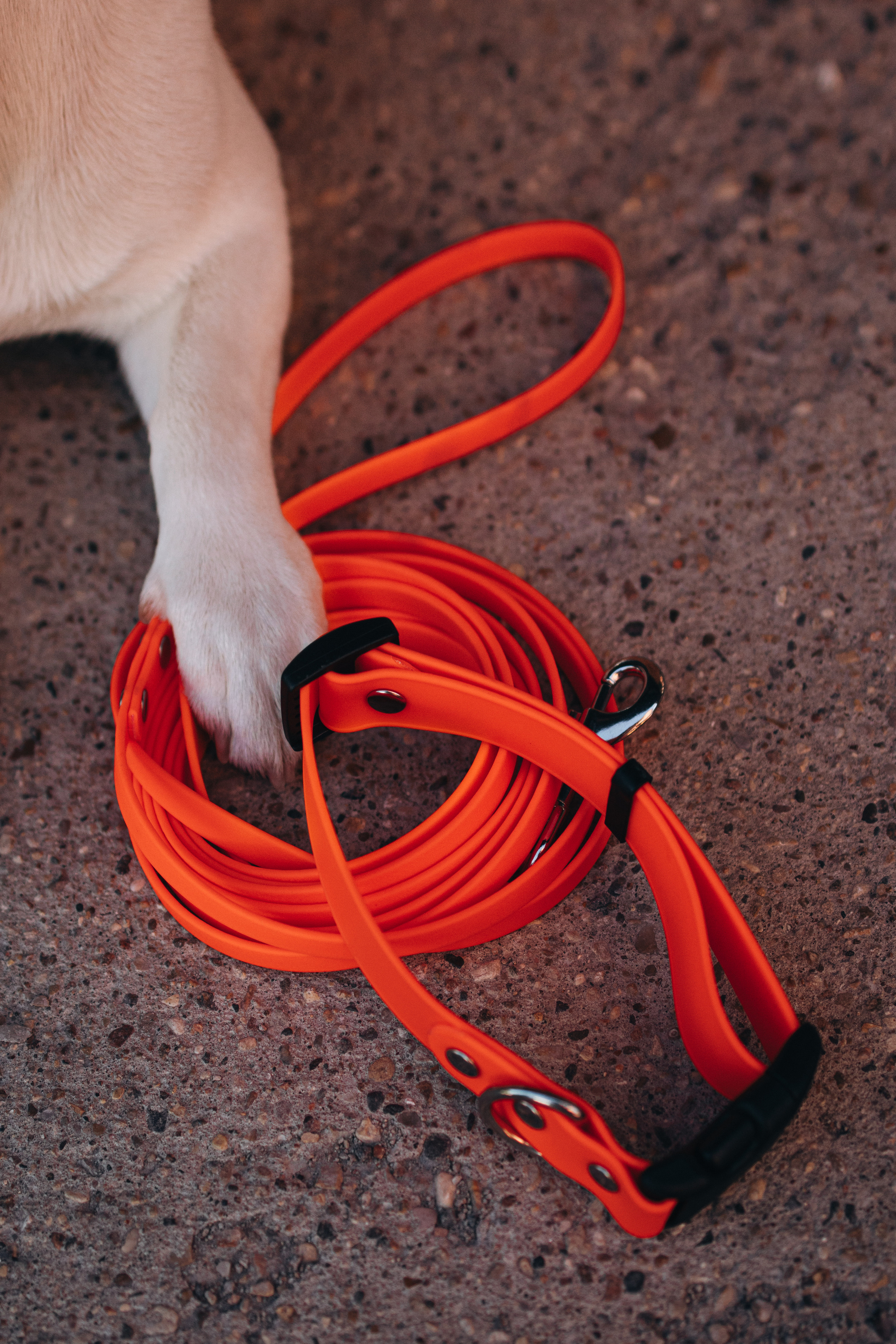 Амуниция «Бобик». Фотораф — анималист Мария Шистка