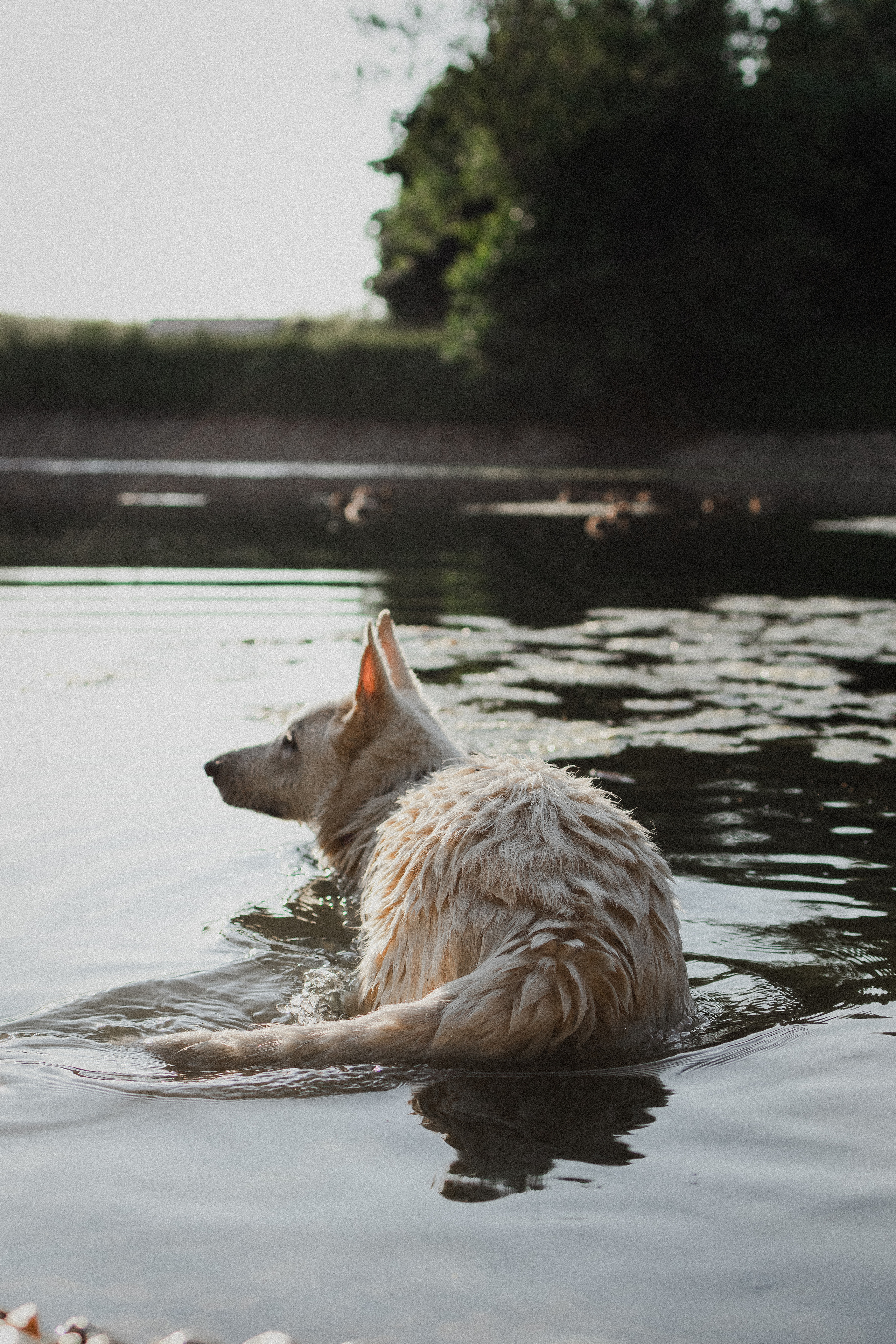 Любовь и Латте. Фотораф — анималист Мария Шистка