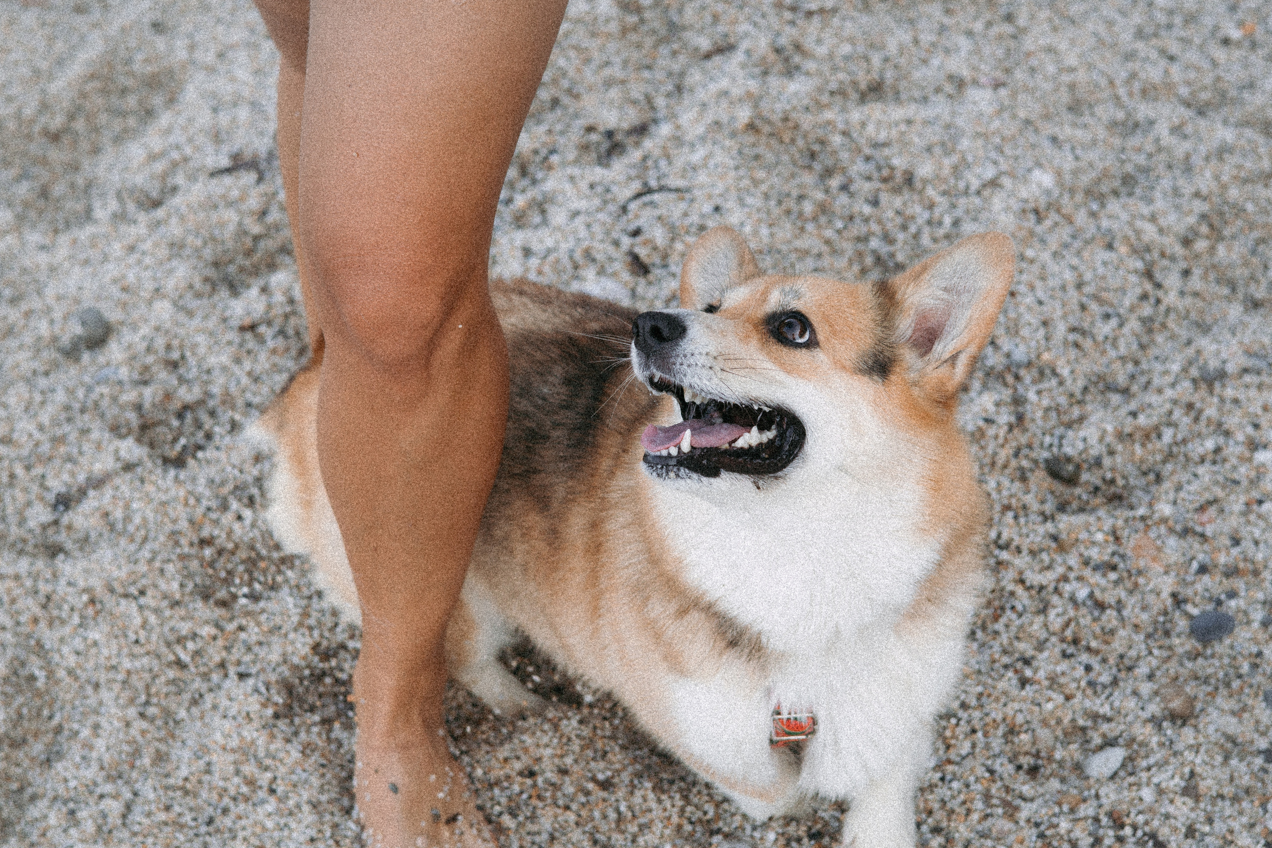 Катя и Рокси. Фотораф — анималист Мария Шистка
