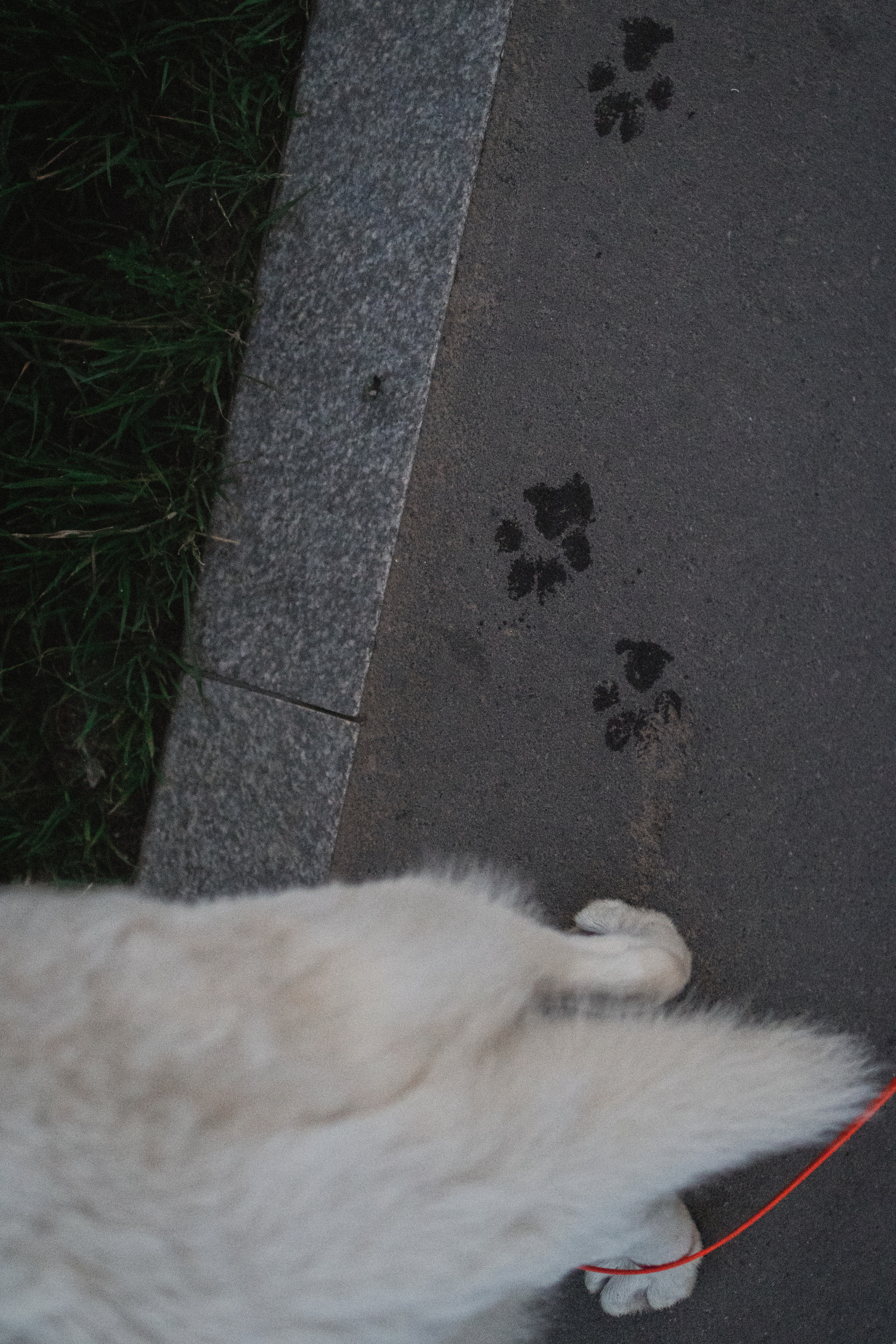 Любовь и Латте. Фотораф — анималист Мария Шистка