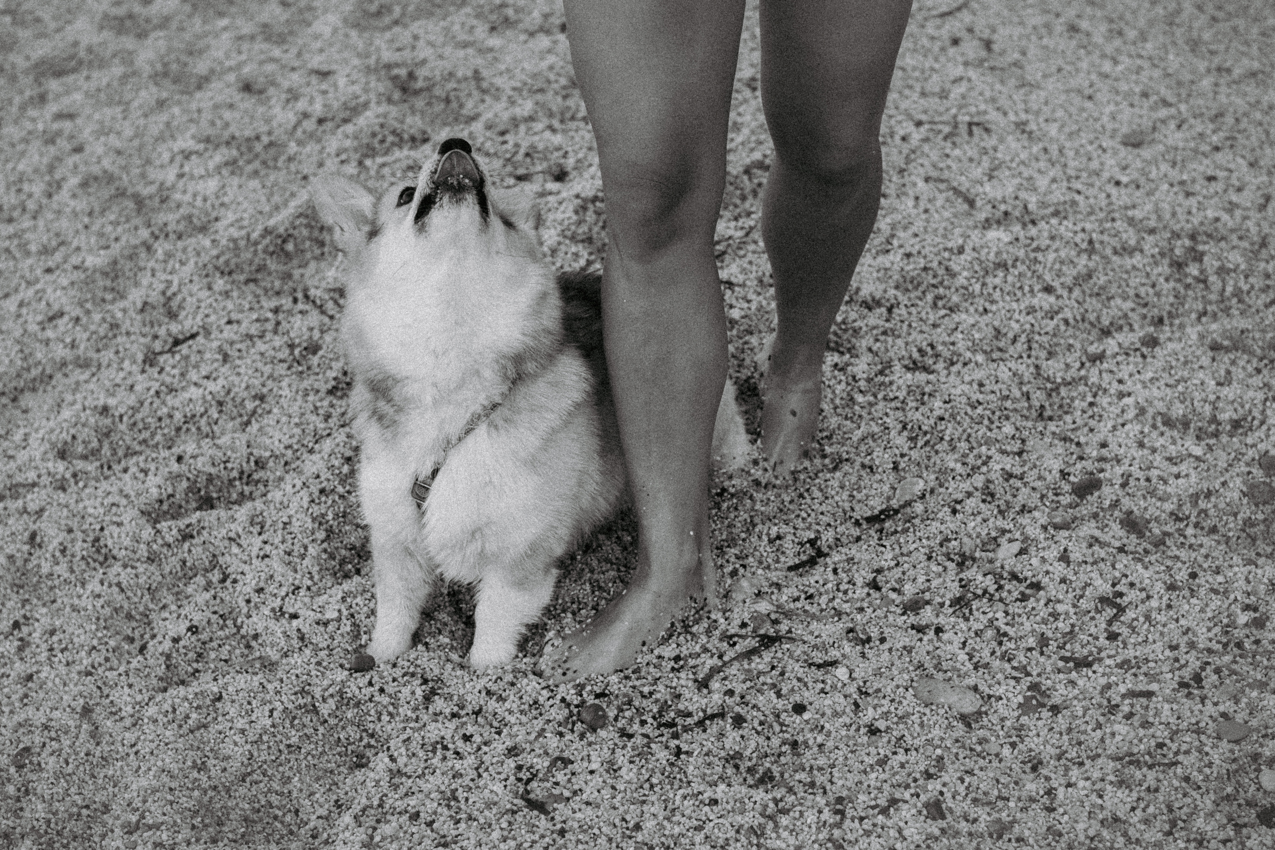 Катя и Рокси. Фотораф — анималист Мария Шистка