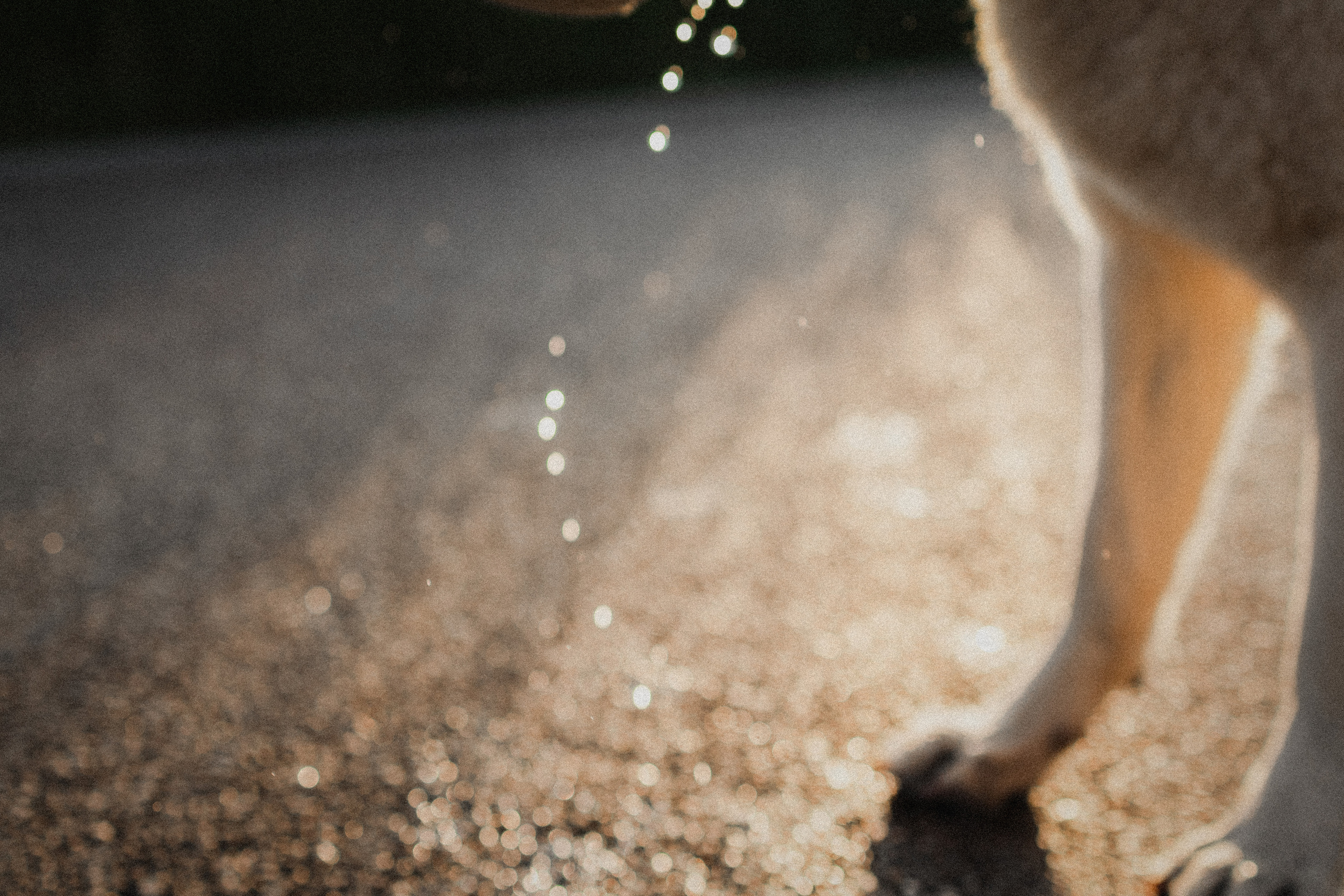 Любовь и Латте. Фотораф — анималист Мария Шистка