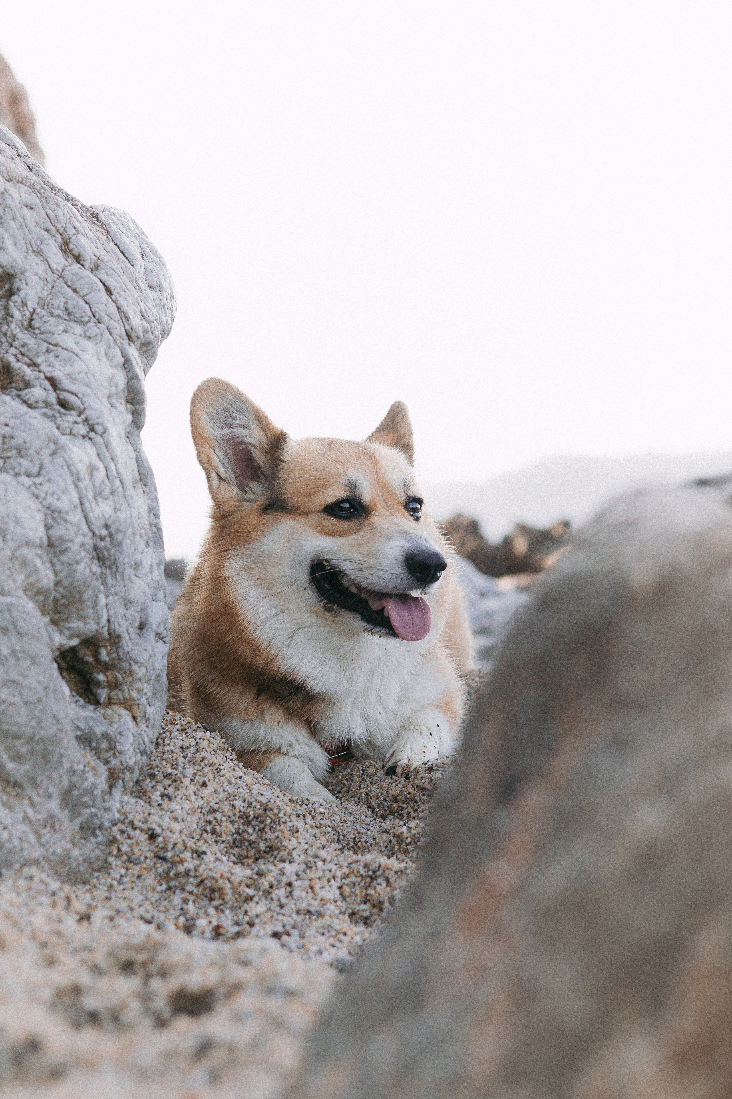 Катя и Рокси. Фотораф — анималист Мария Шистка