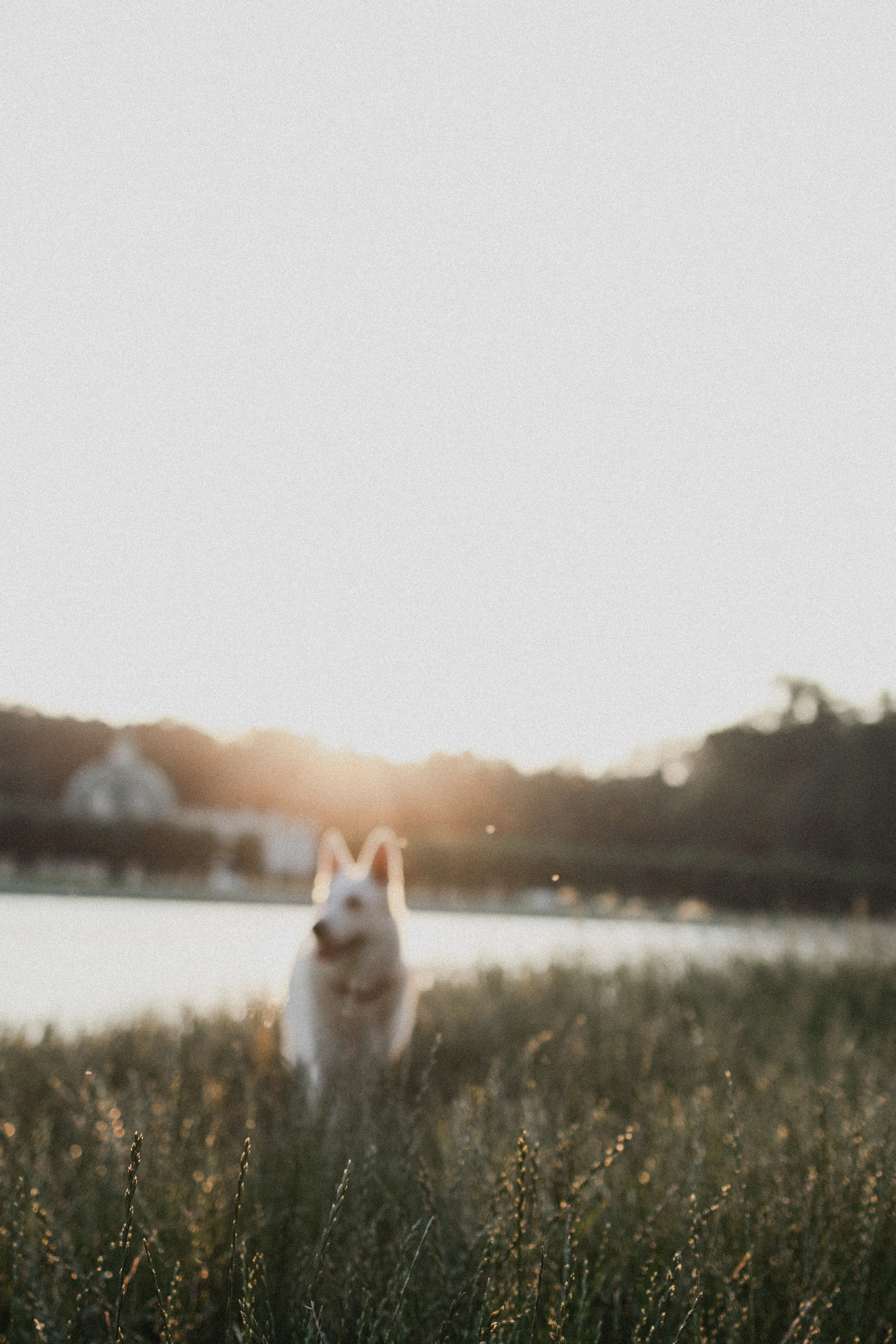 Любовь и Латте. Фотораф — анималист Мария Шистка