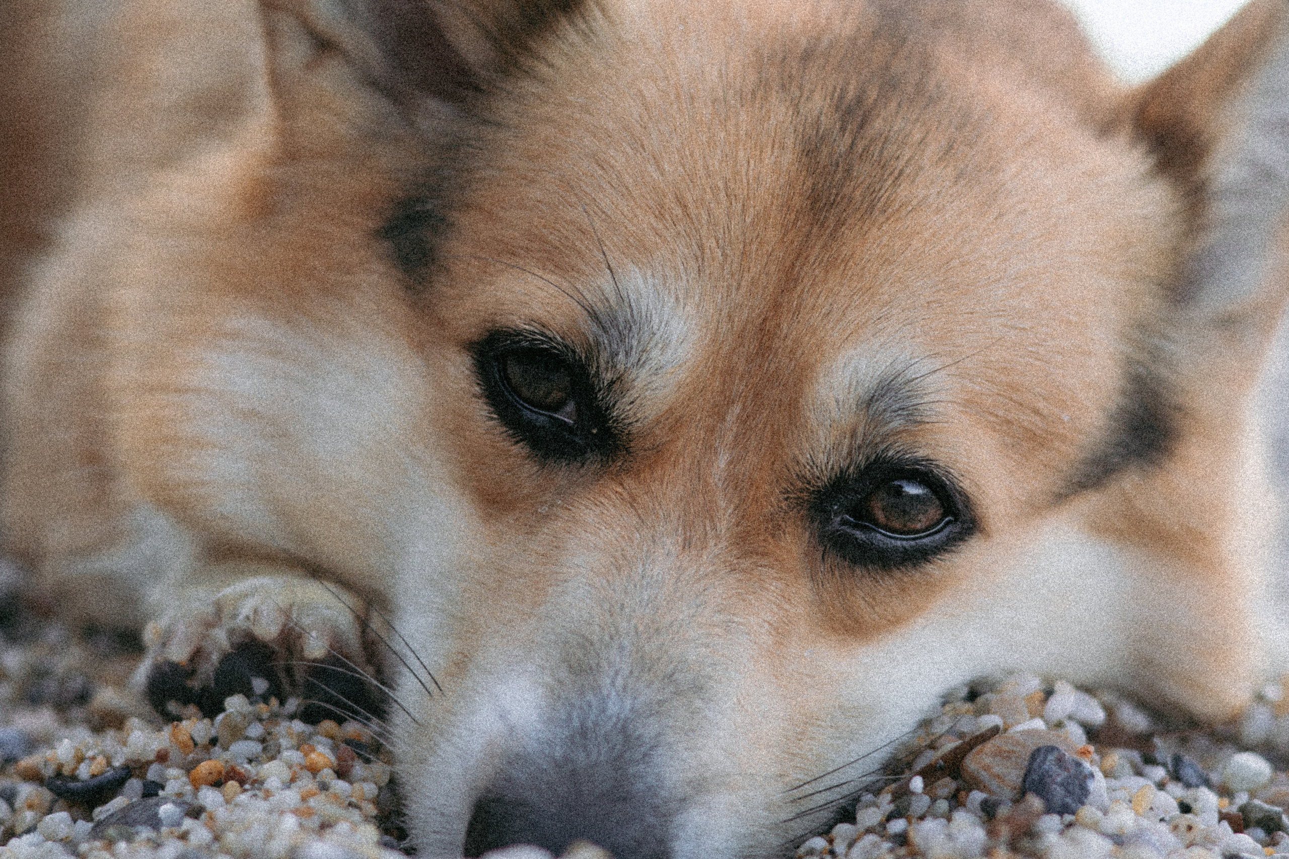 Катя и Рокси. Фотораф — анималист Мария Шистка